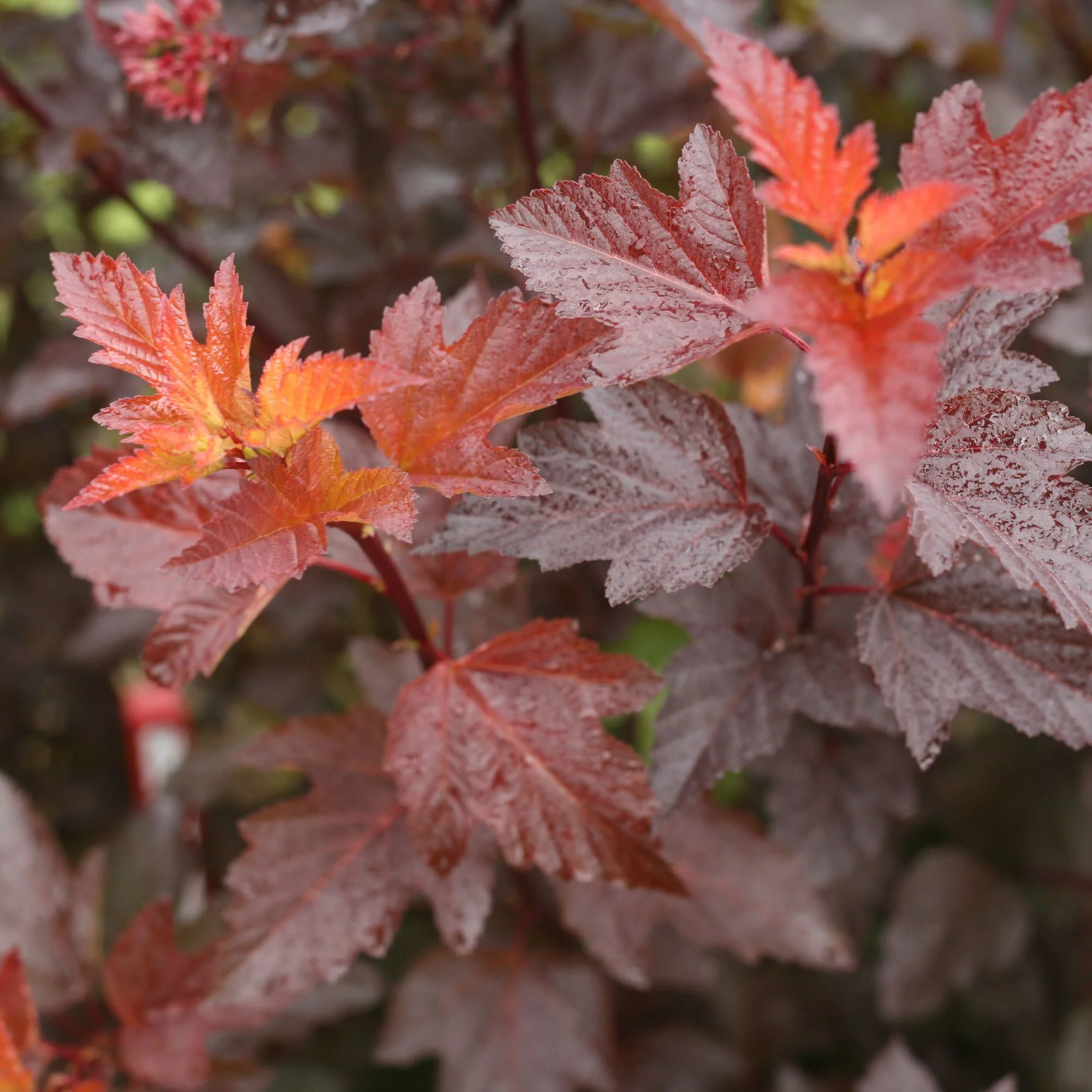 Ginger Wine® Ninebark (Physocarpus opulifolius) - Image 4