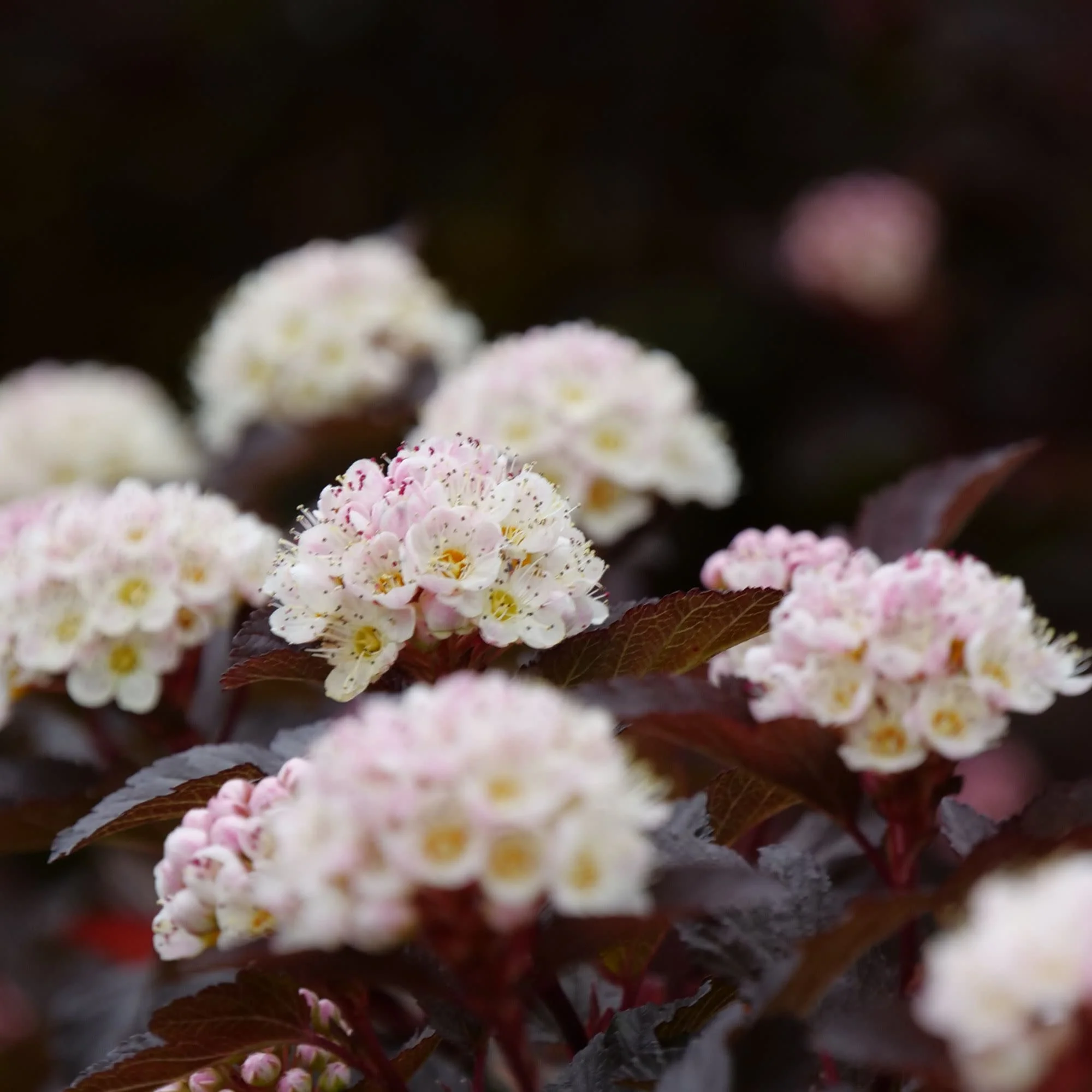Ginger Wine® Ninebark (Physocarpus opulifolius) - Image 5