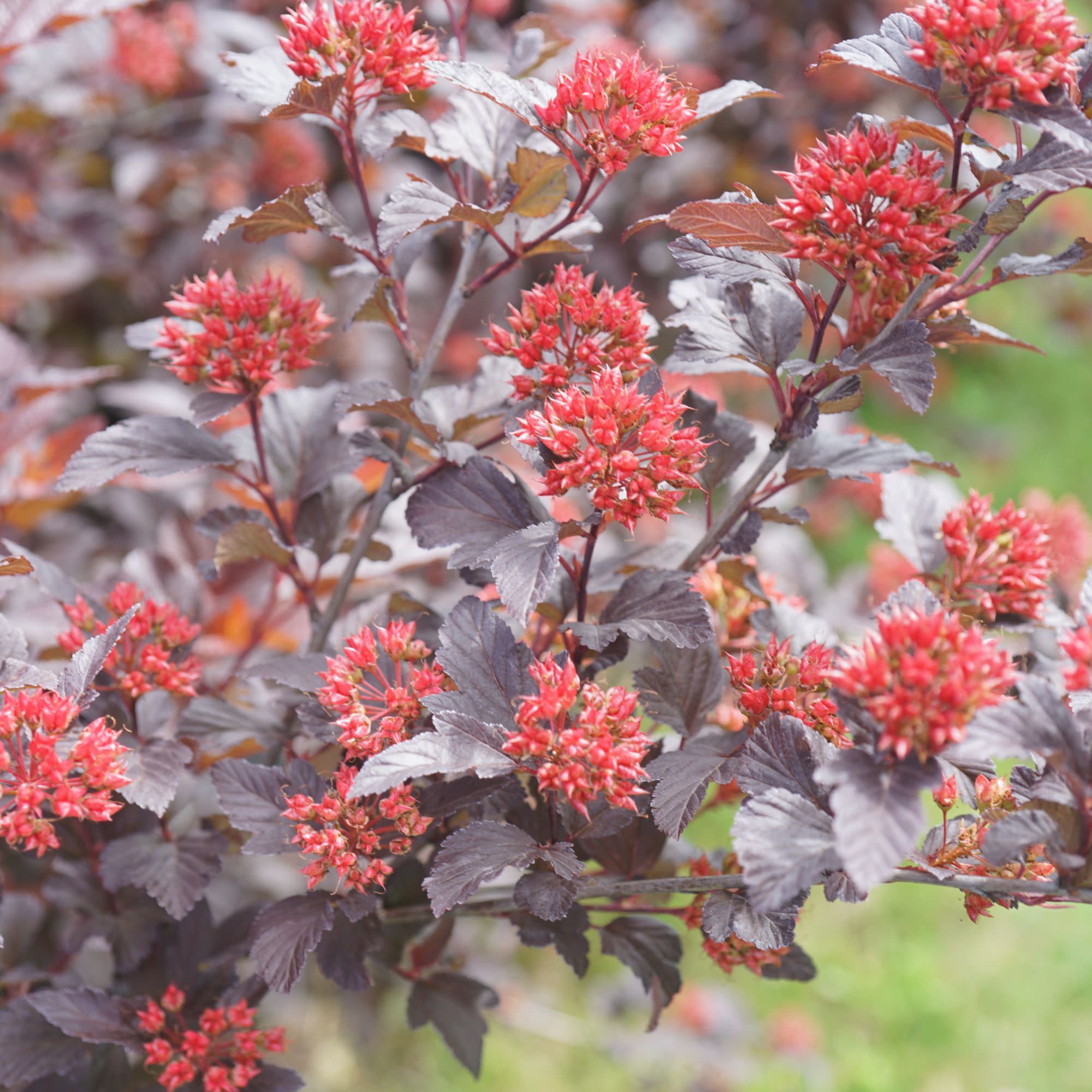 Ginger Wine® Ninebark (Physocarpus opulifolius) - Image 6