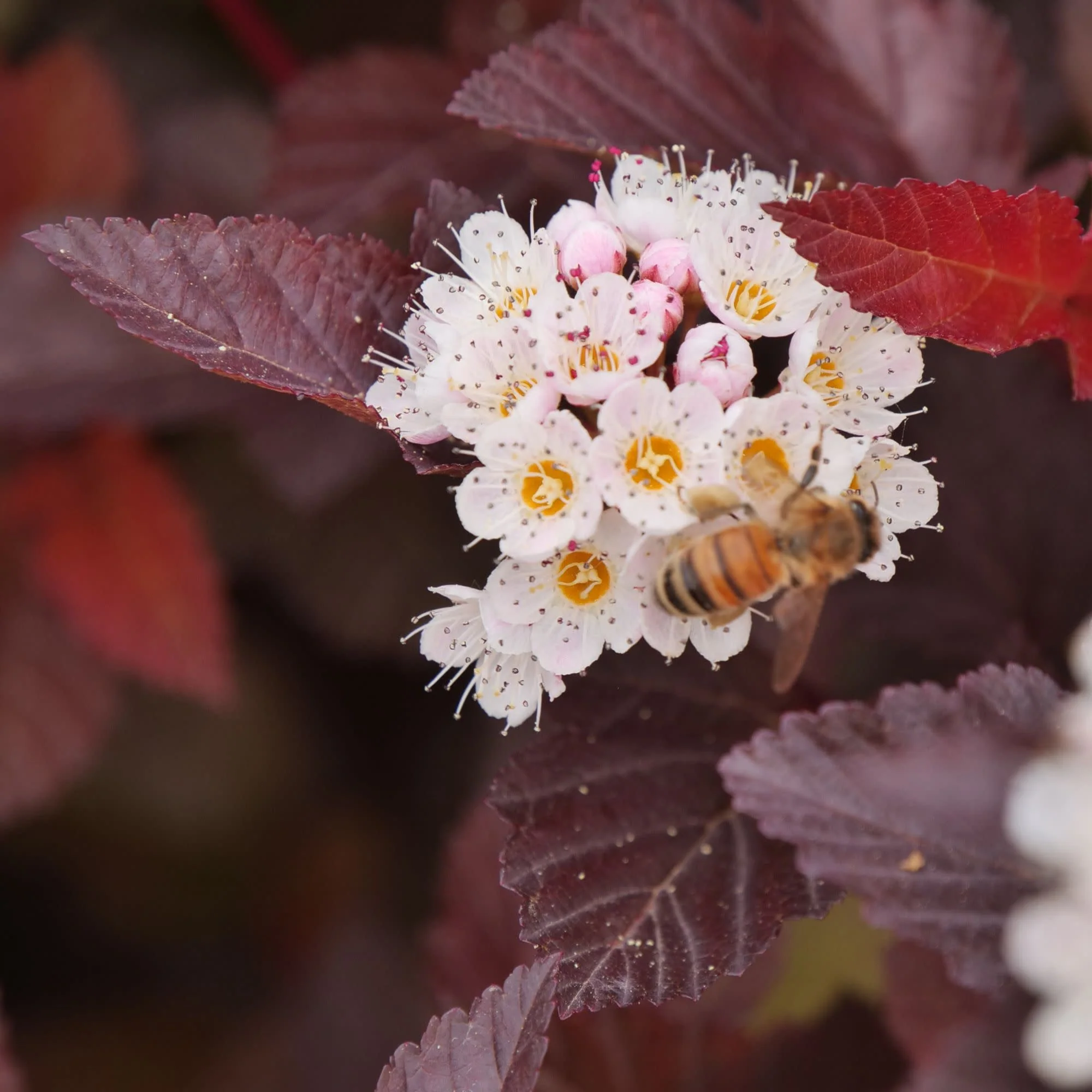 Ginger Wine® Ninebark (Physocarpus opulifolius) - Image 7