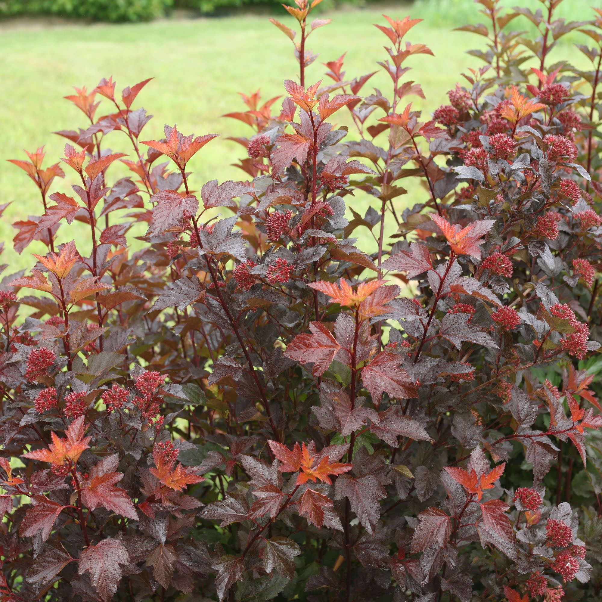 Ginger Wine® Ninebark (Physocarpus opulifolius) - Image 8
