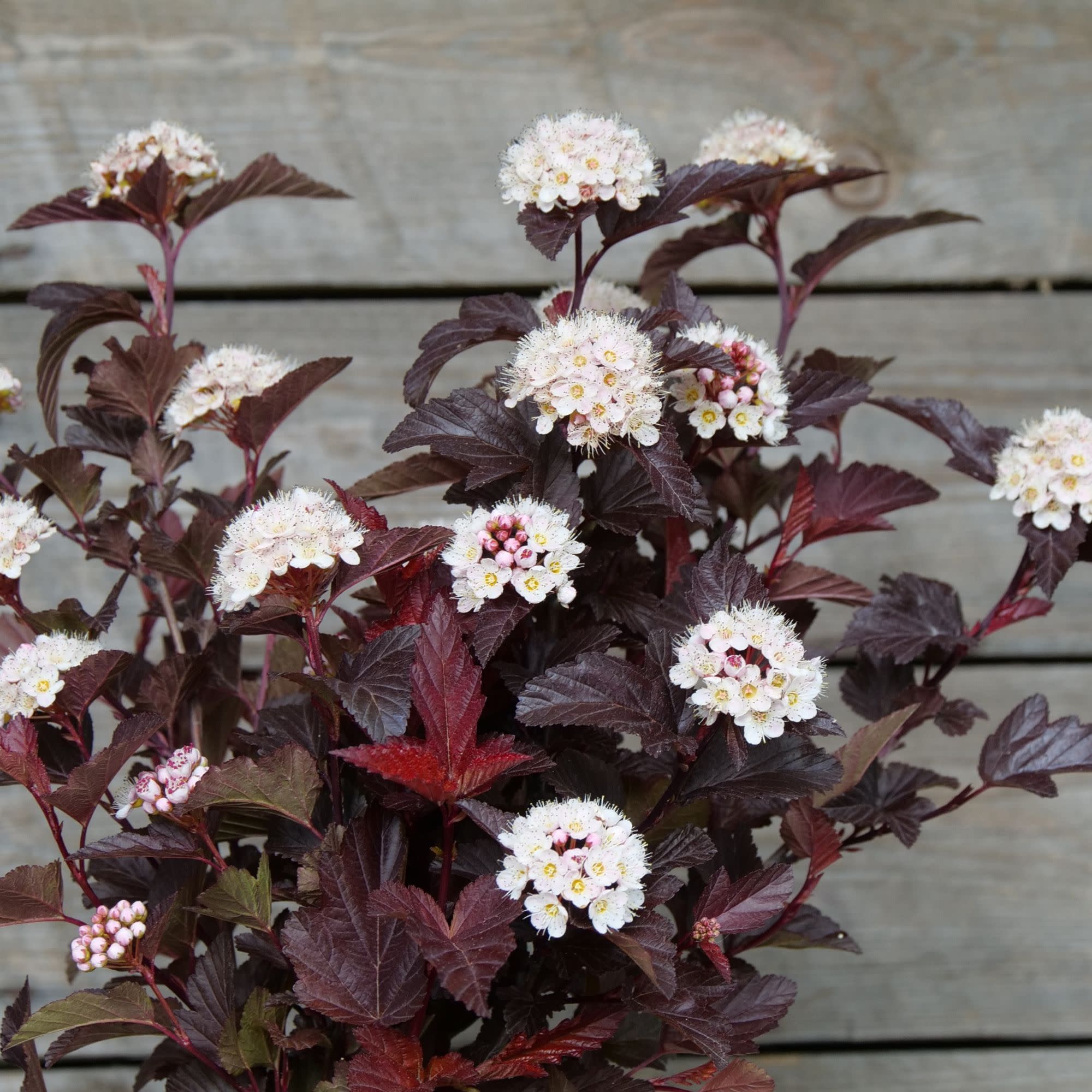 Ginger Wine® Ninebark (Physocarpus opulifolius) - Image 9