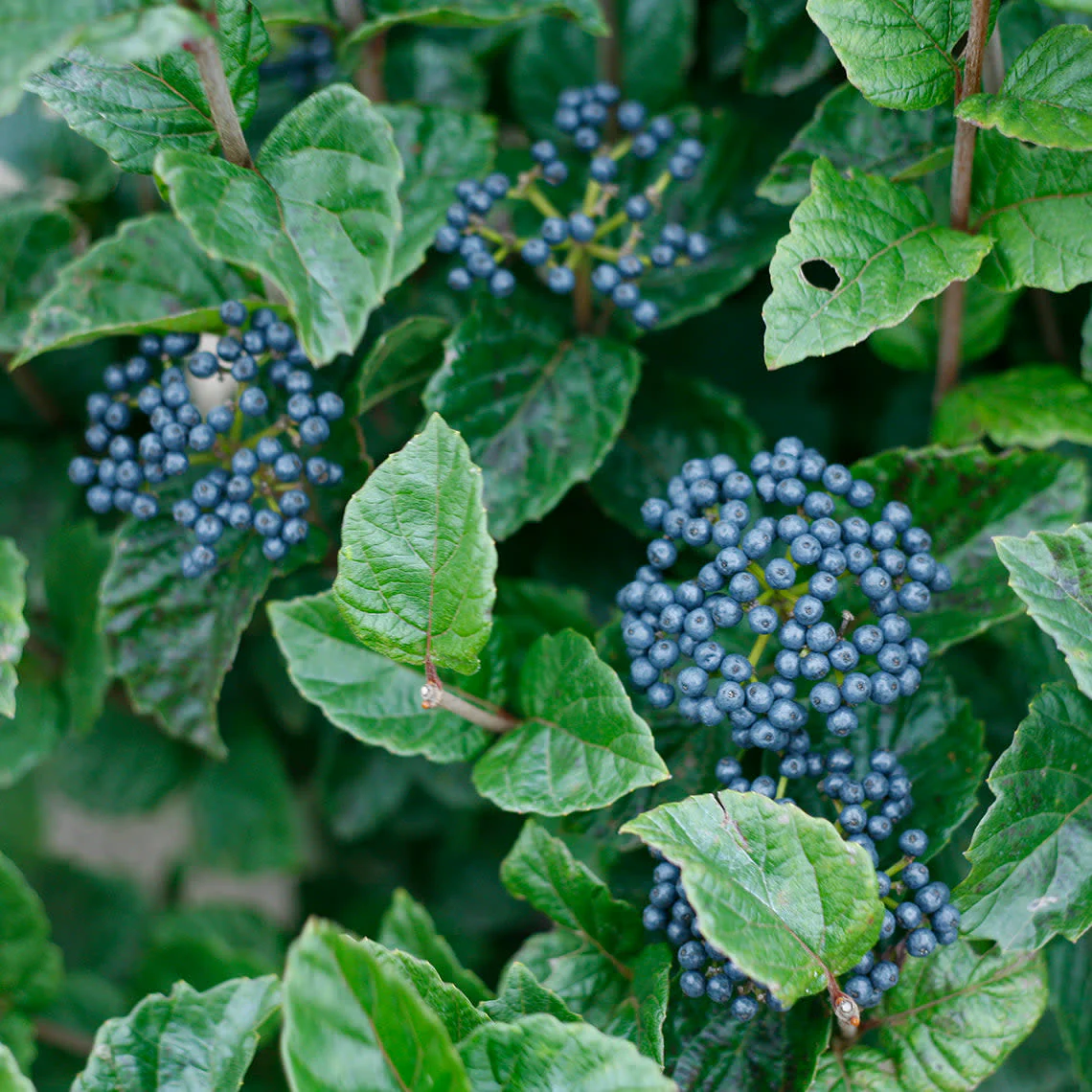 Glitters & Glows® Arrowwood (Viburnum dentatum var. deamii) - Image 3