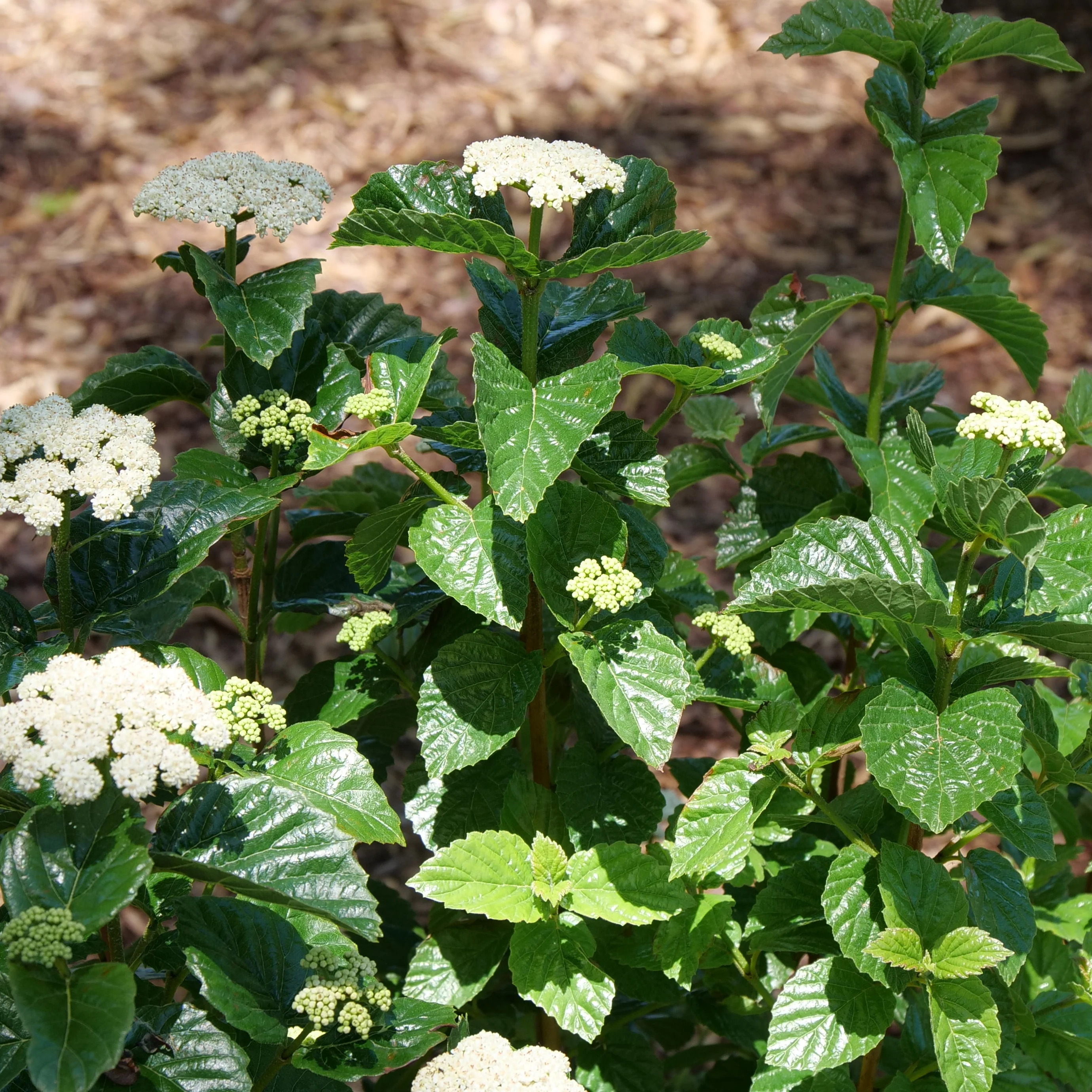 Glitters & Glows® Arrowwood (Viburnum dentatum var. deamii) - Image 7