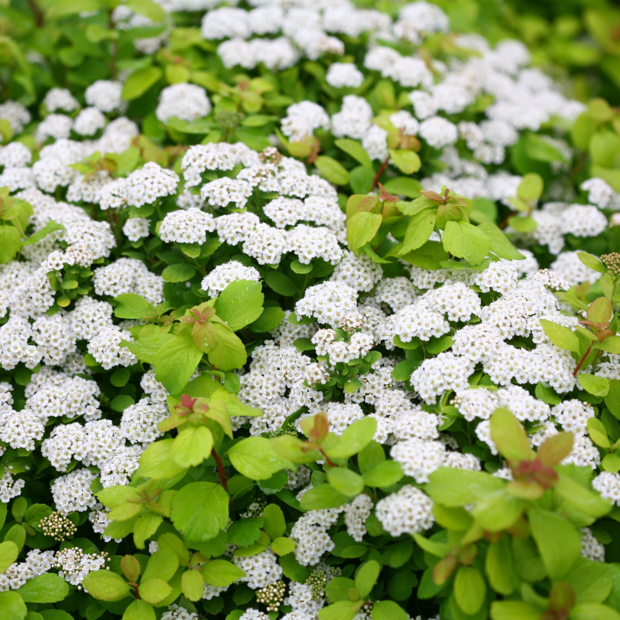 Glow Girl® Birchleaf Spirea (Spiraea betulifolia) - Image 3