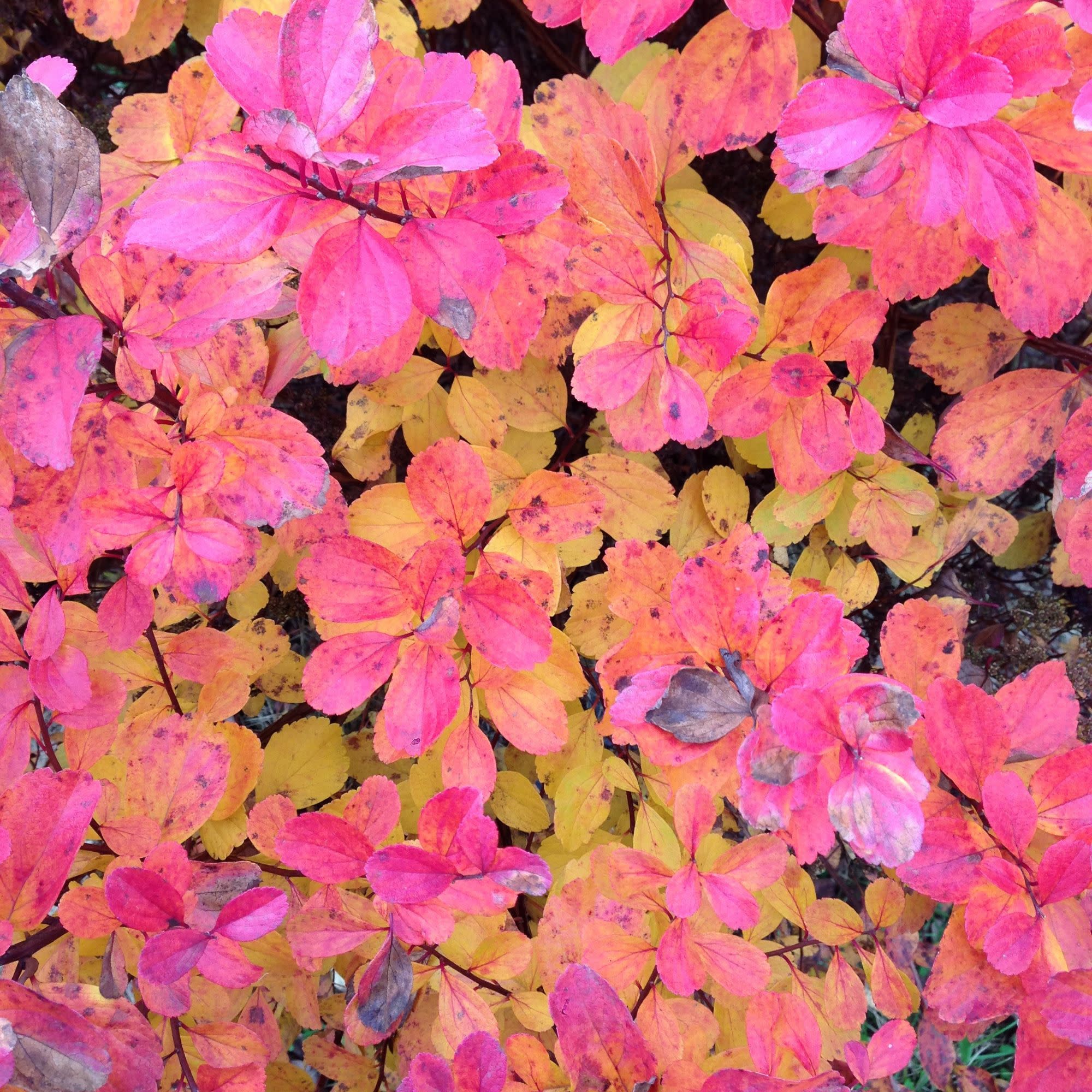 Glow Girl® Birchleaf Spirea (Spiraea betulifolia) - Image 4