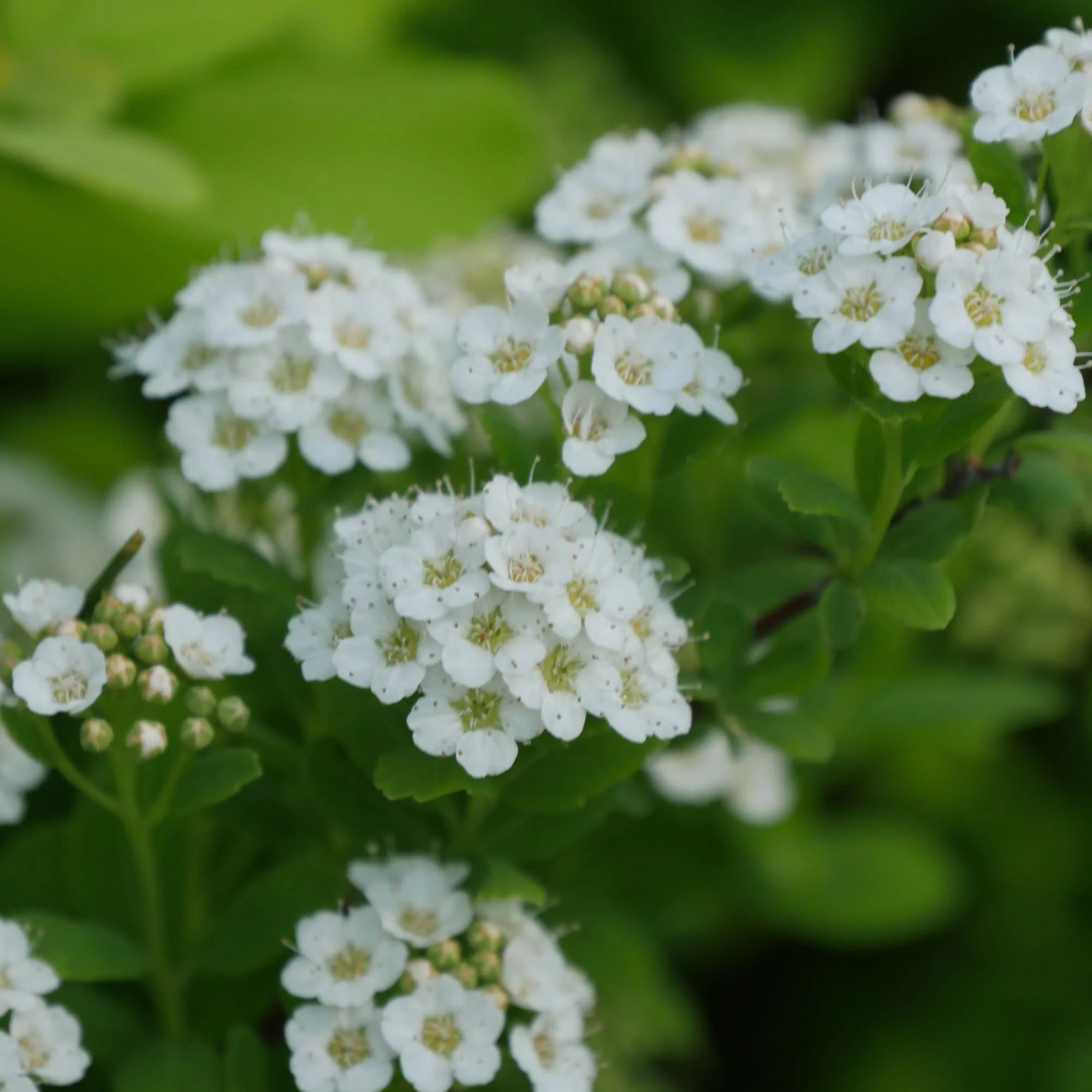 Glow Girl® Birchleaf Spirea (Spiraea betulifolia) - Image 5