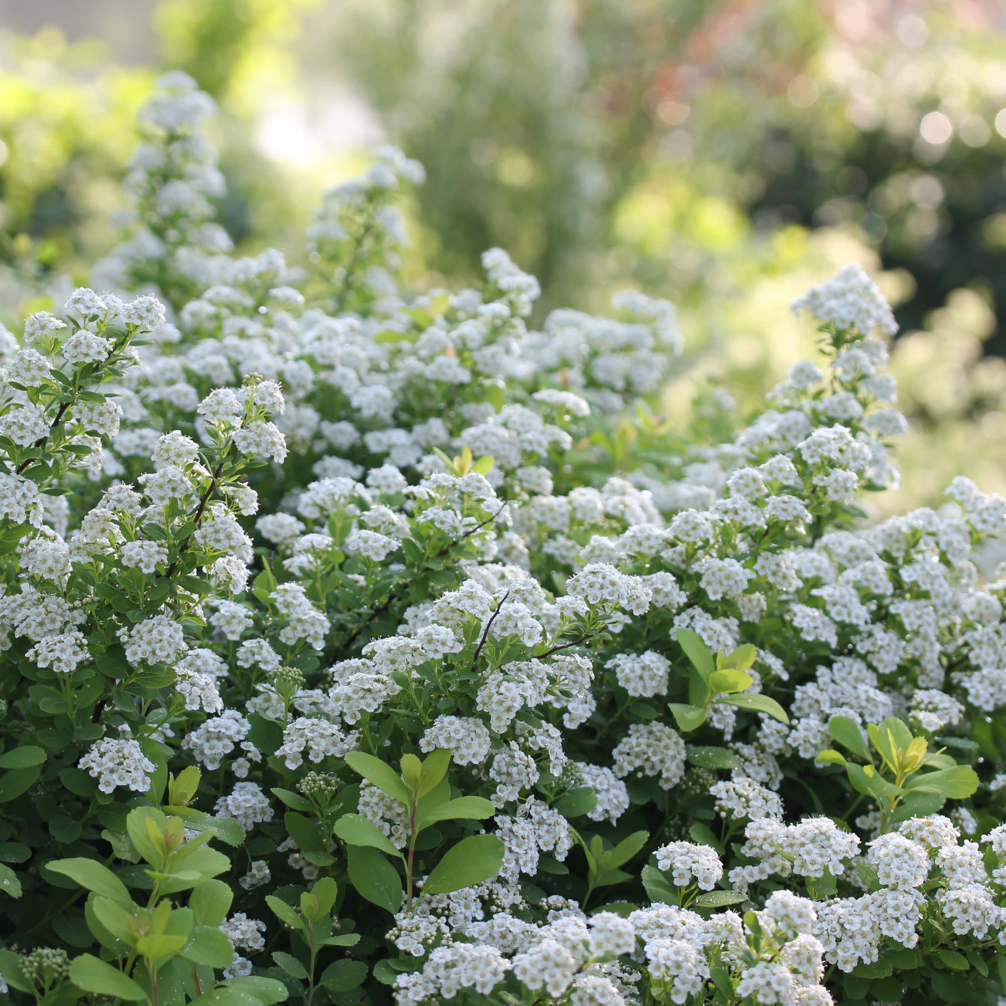 Glow Girl® Birchleaf Spirea (Spiraea betulifolia) - Image 6