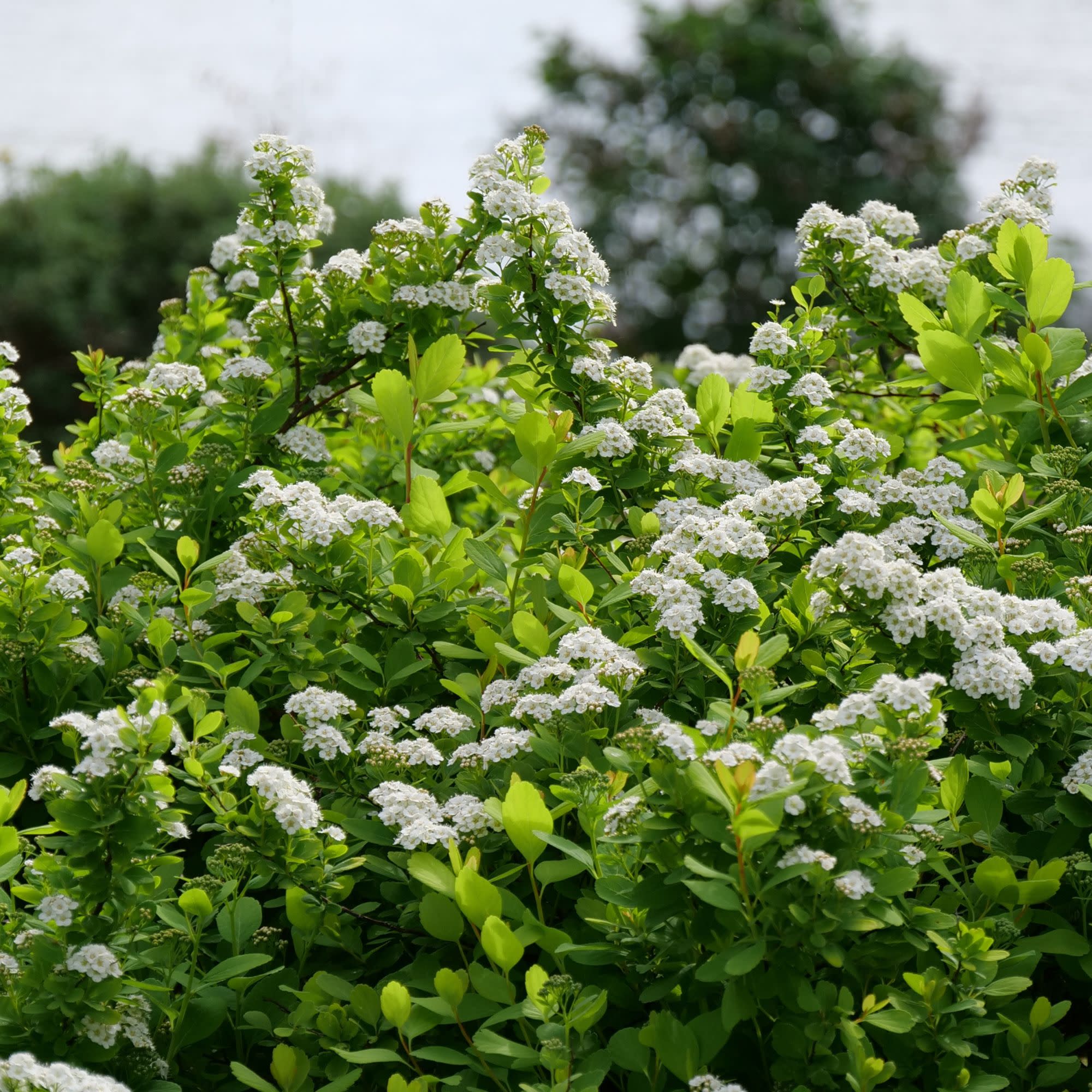Glow Girl® Birchleaf Spirea (Spiraea betulifolia) - Image 8