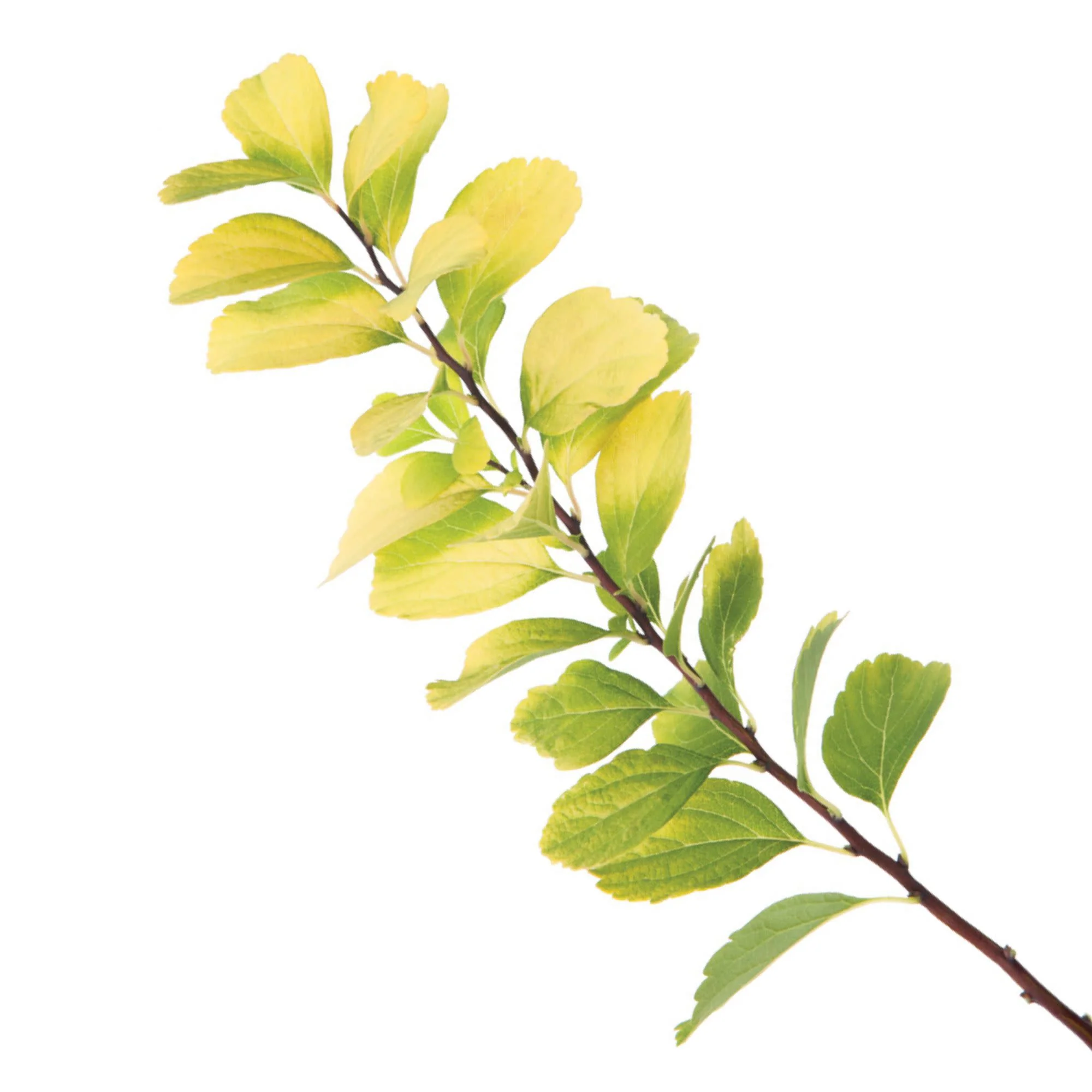 Glow Girl® Birchleaf Spirea (Spiraea betulifolia) - Image 9