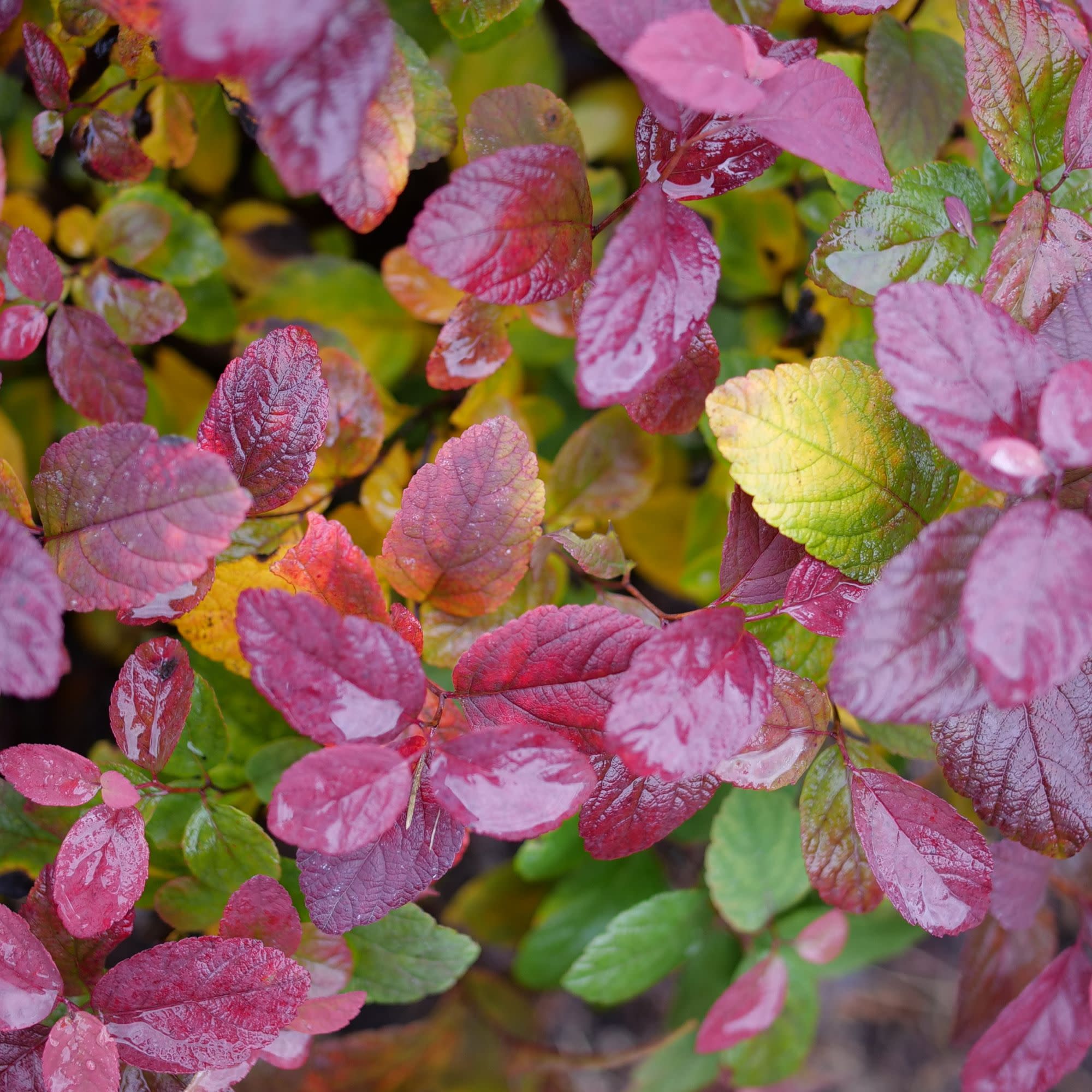 Glow Girl® Pink Birchleaf Spirea (Spiraea betulifolia) | Proven Winners® New Variety 2027 - Image 3