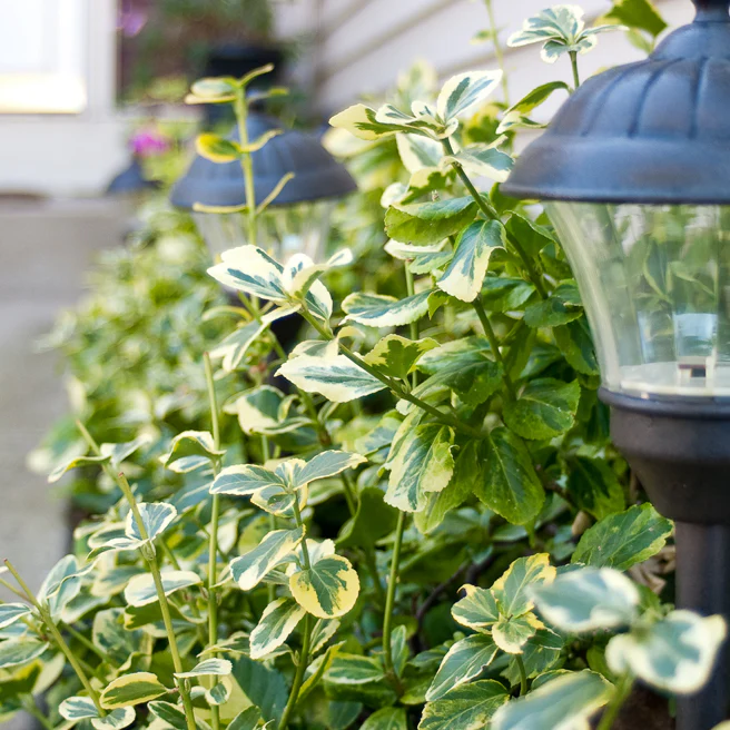 Gold Splash® Wintercreeper (Euonymus fortunei) - Image 5