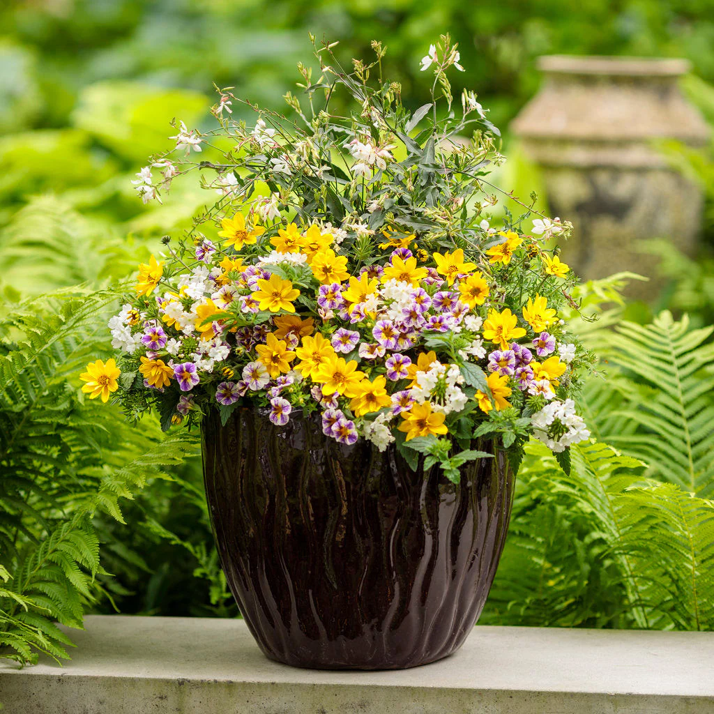 Goldilocks Rocks® Apache Beggarticks (Bidens ferulifolia) - Image 10