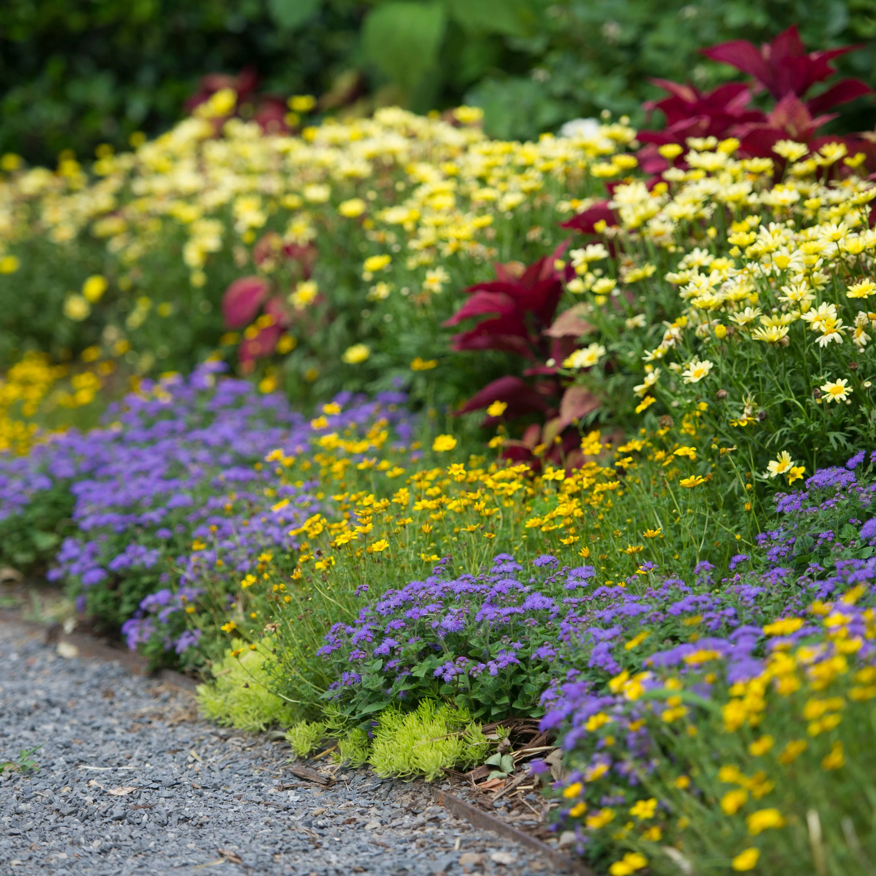 Goldilocks Rocks® Apache Beggarticks (Bidens ferulifolia) - Image 11