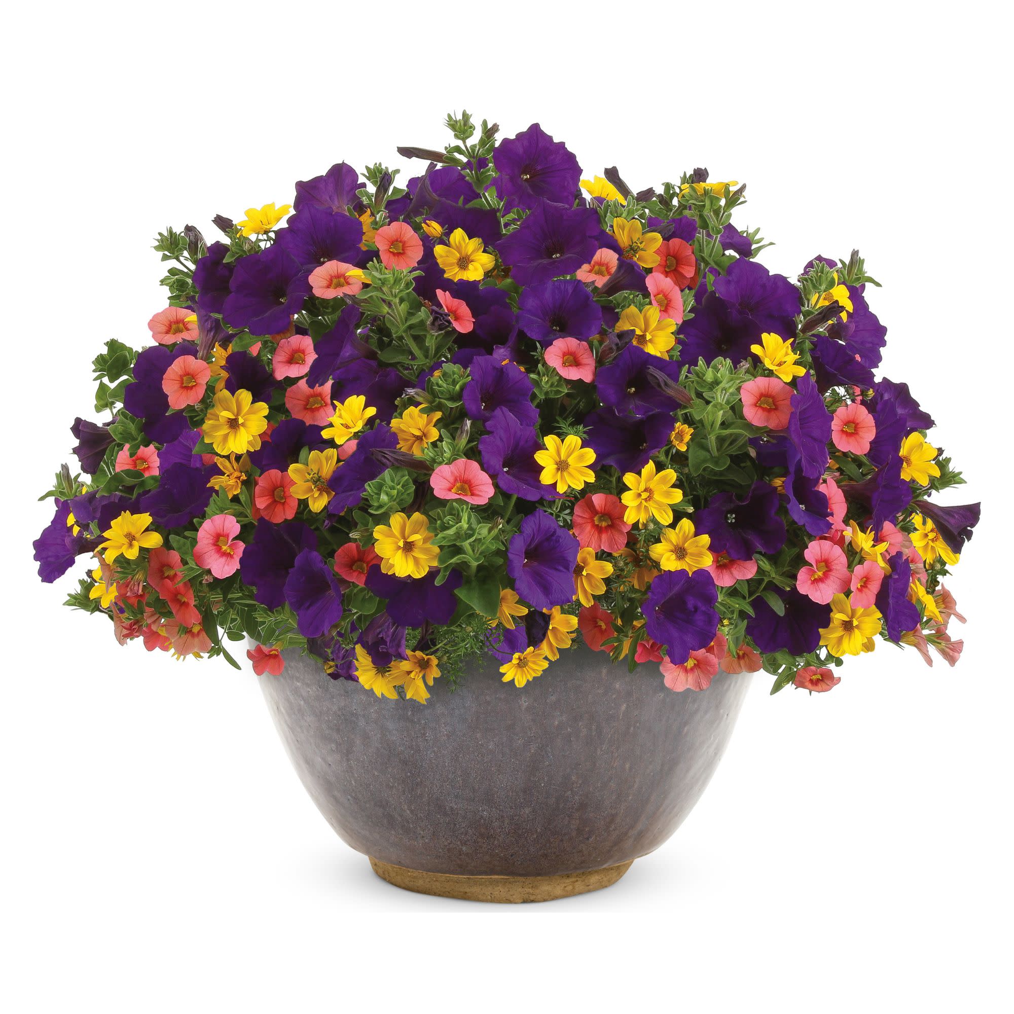 Goldilocks Rocks® Apache Beggarticks (Bidens ferulifolia) - Image 13