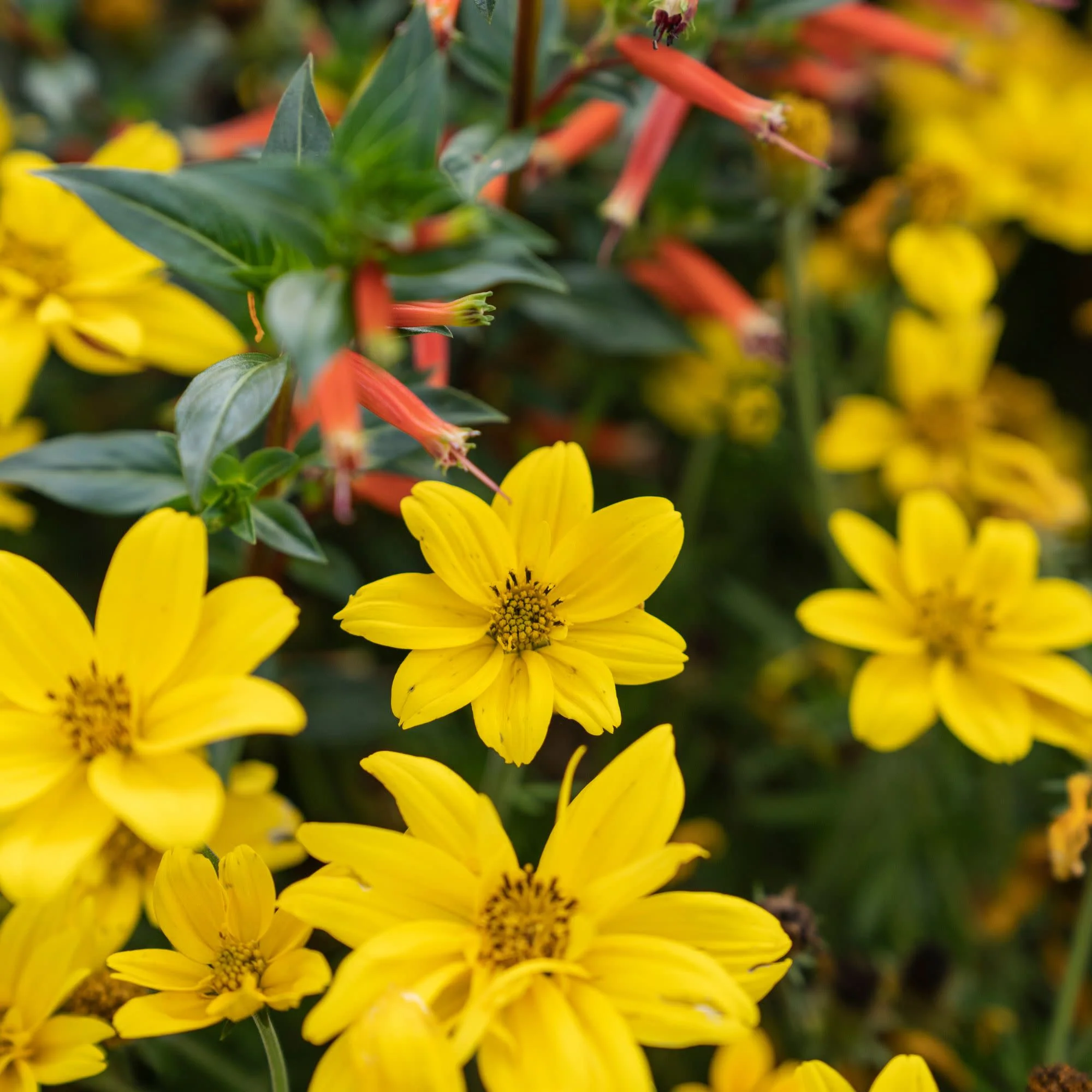 Goldilocks Rocks® Apache Beggarticks (Bidens ferulifolia) - Image 14