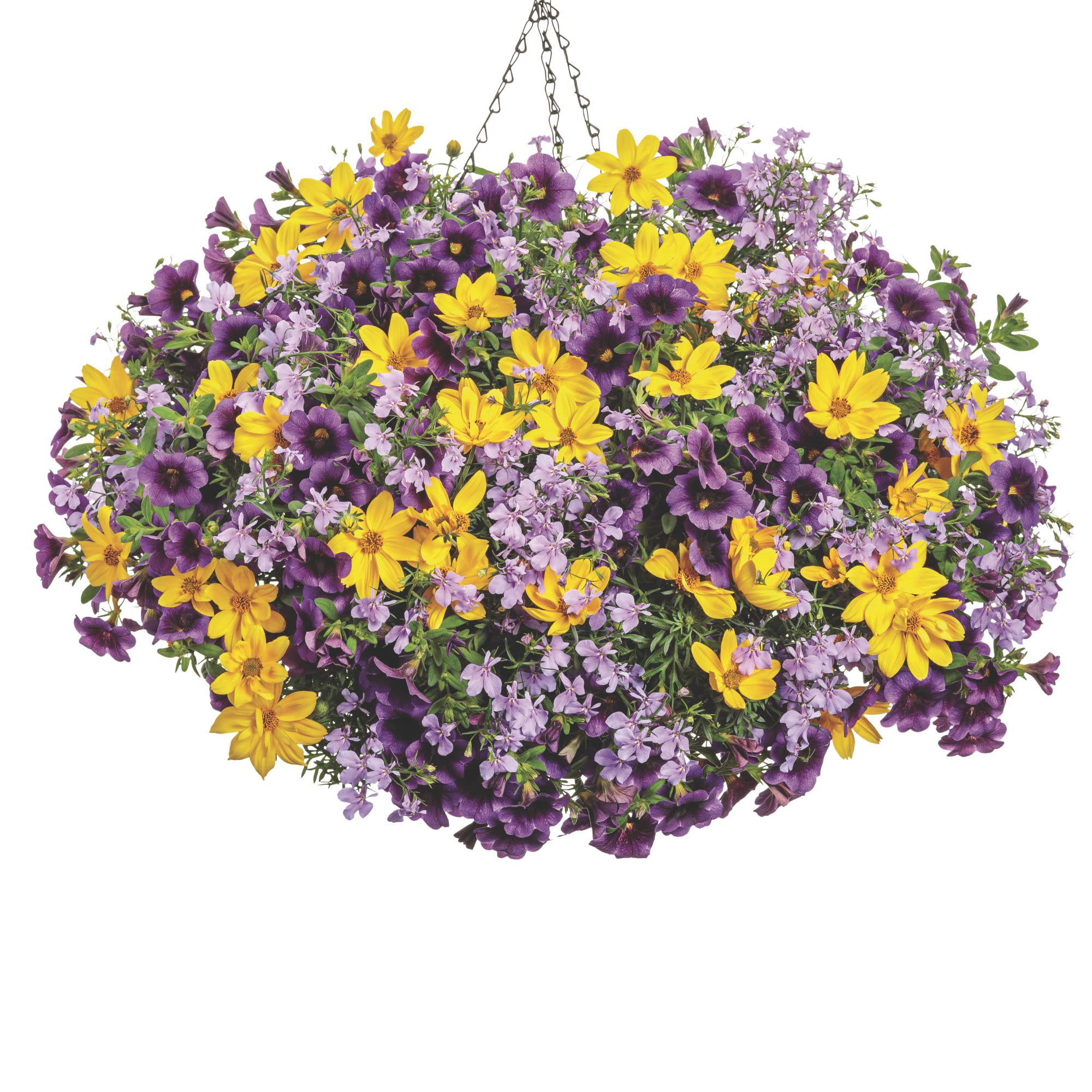 Goldilocks Rocks® Apache Beggarticks (Bidens ferulifolia) - Image 15