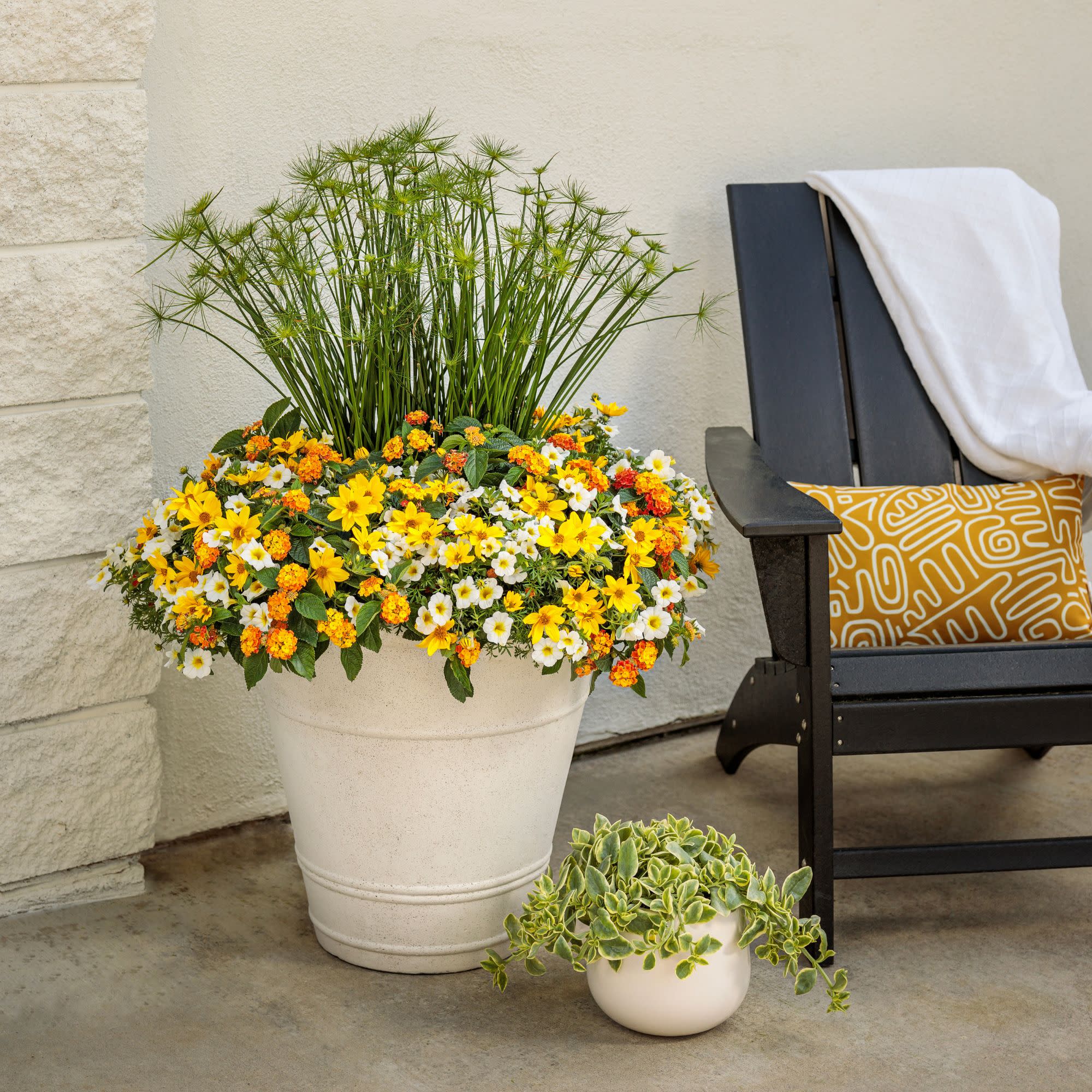 Goldilocks Rocks® Apache Beggarticks (Bidens ferulifolia) - Image 16