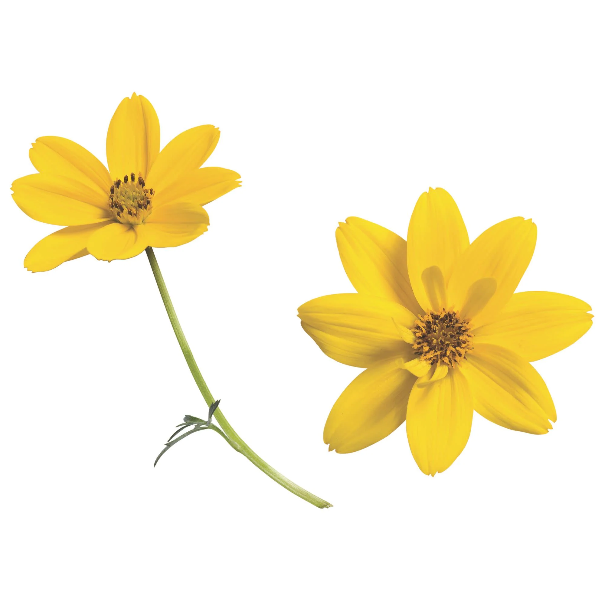 Goldilocks Rocks® Apache Beggarticks (Bidens ferulifolia) - Image 17