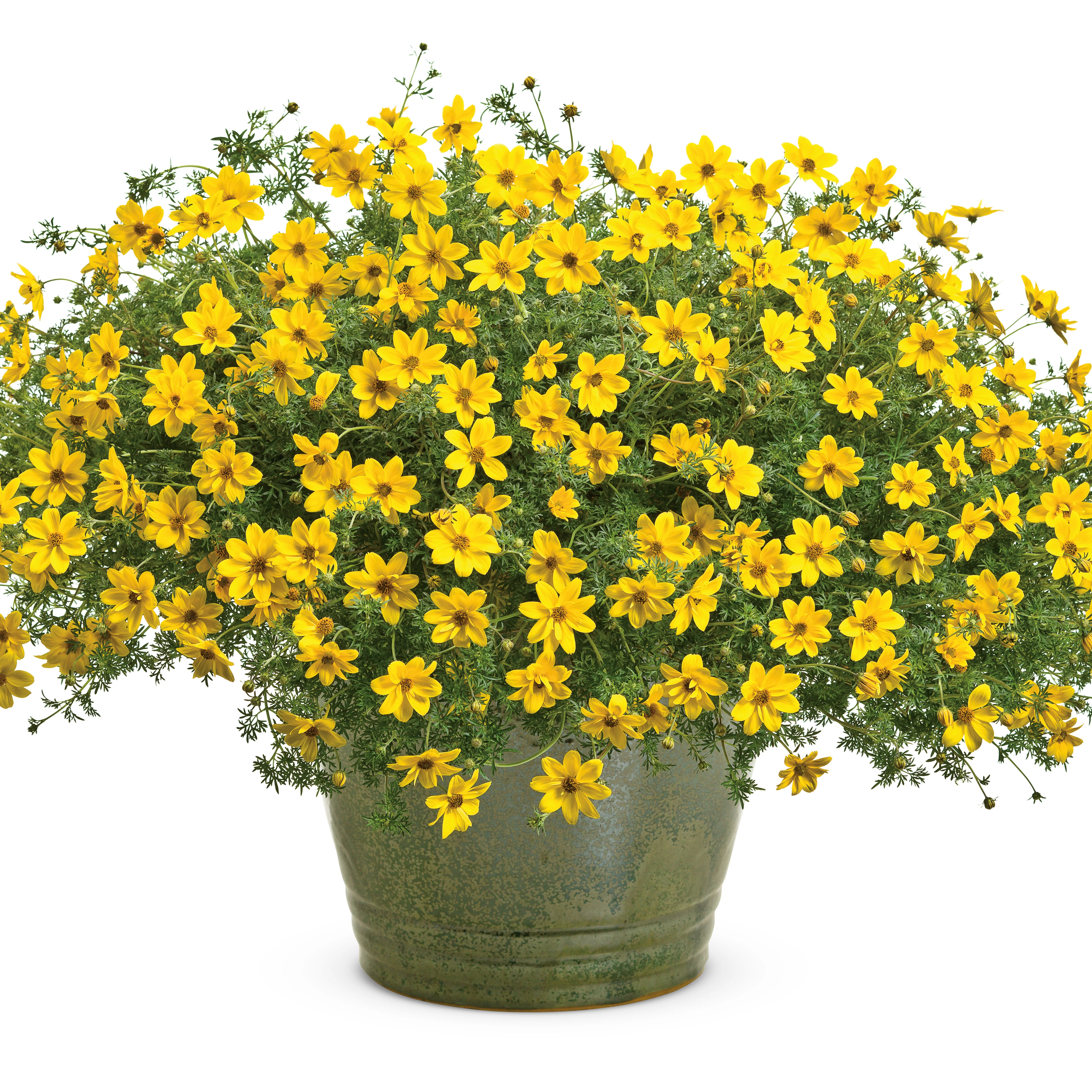 Goldilocks Rocks® Apache Beggarticks (Bidens ferulifolia) - Image 4