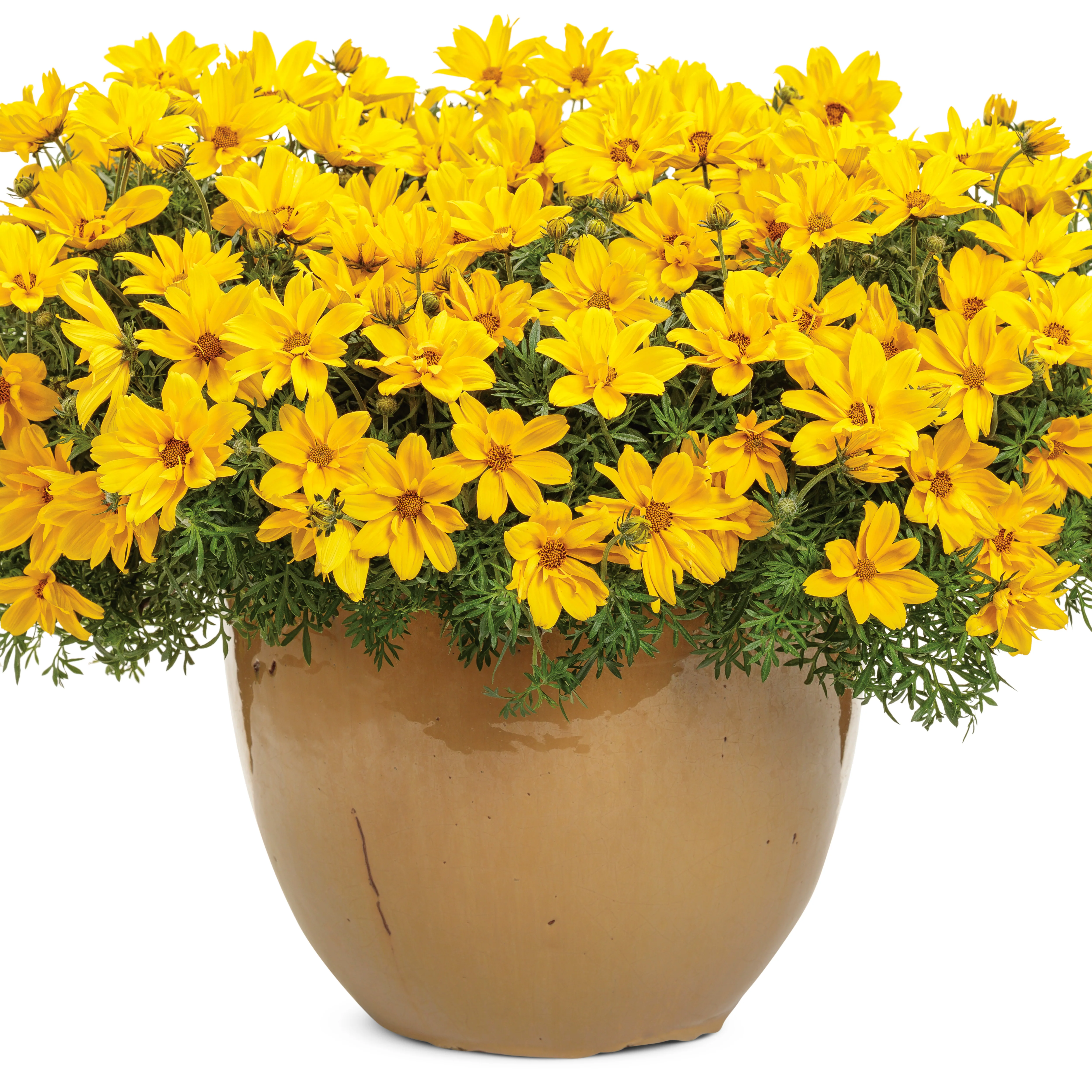 Goldilocks Rocks® Apache Beggarticks (Bidens ferulifolia) - Image 5