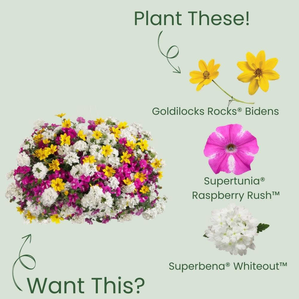 Goldilocks Rocks® Apache Beggarticks (Bidens ferulifolia) - Image 6