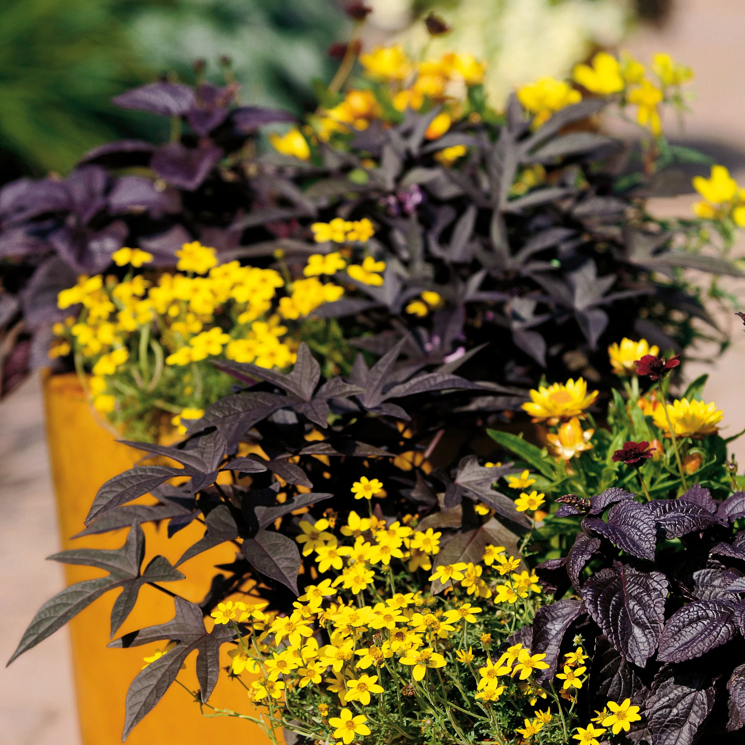 Goldilocks Rocks® Apache Beggarticks (Bidens ferulifolia) - Image 7