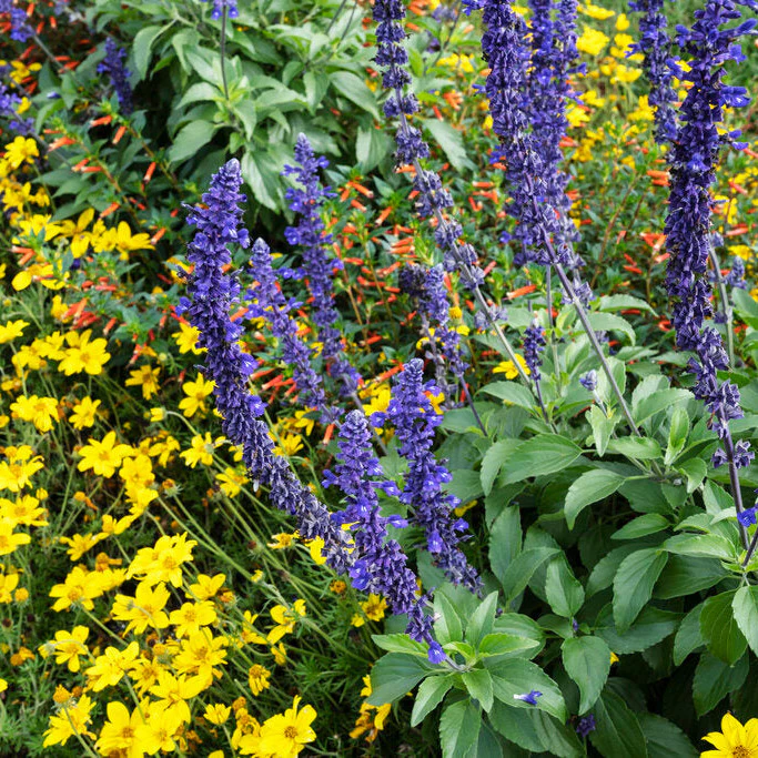 Goldilocks Rocks® Apache Beggarticks (Bidens ferulifolia) - Image 9