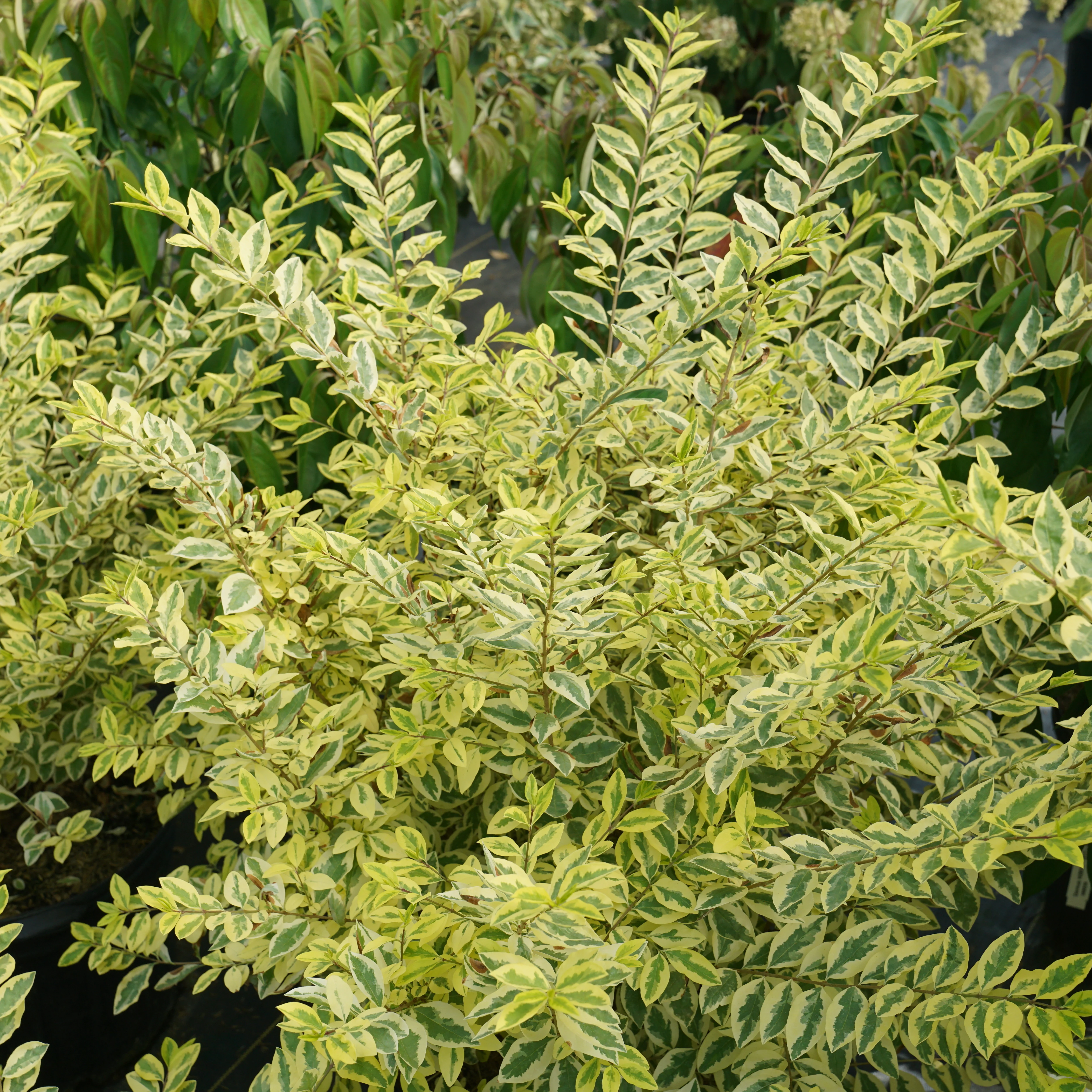Good Vibrations® Privet (Ligustrum ovalifolium) - Image 2