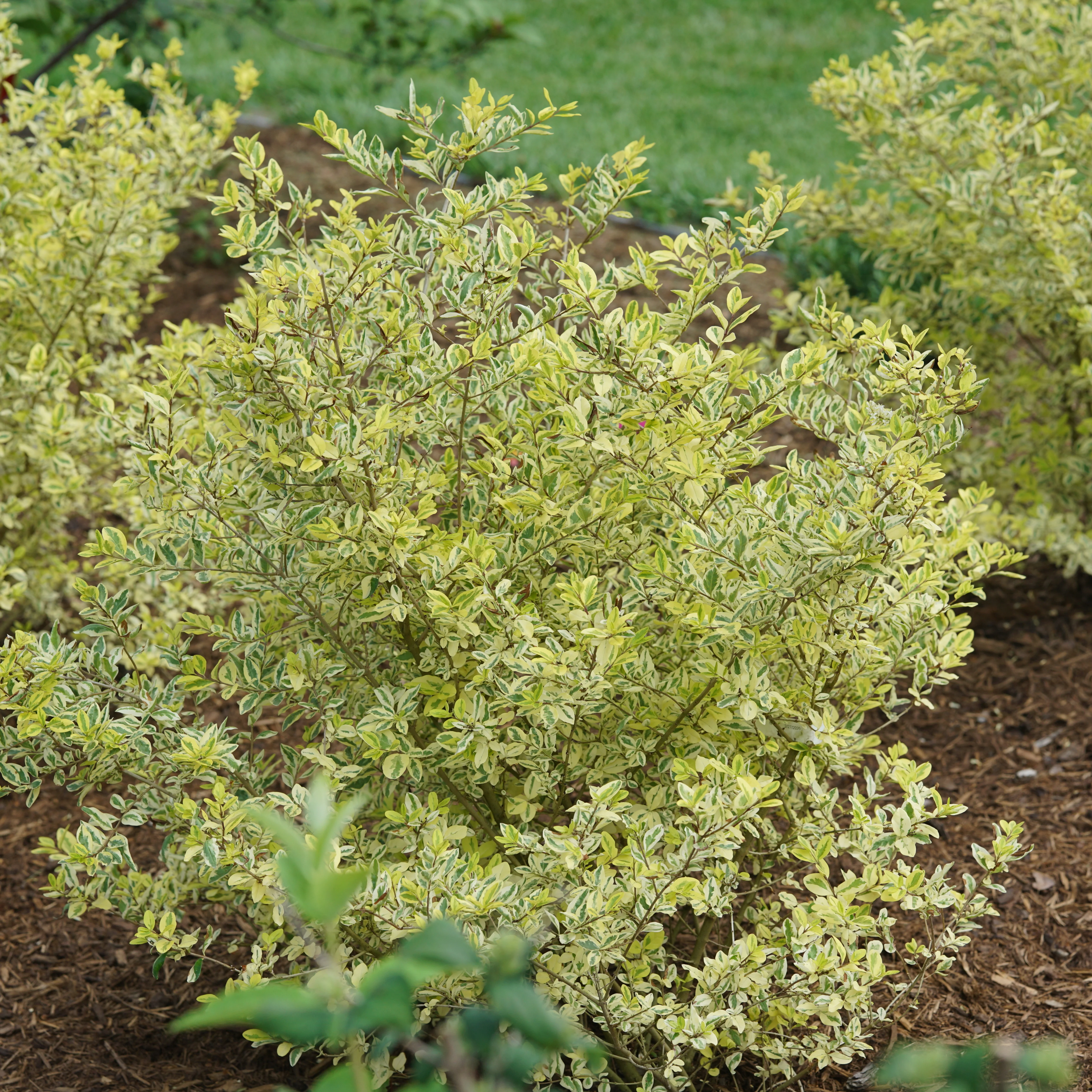 Good Vibrations® Privet (Ligustrum ovalifolium) - Image 4