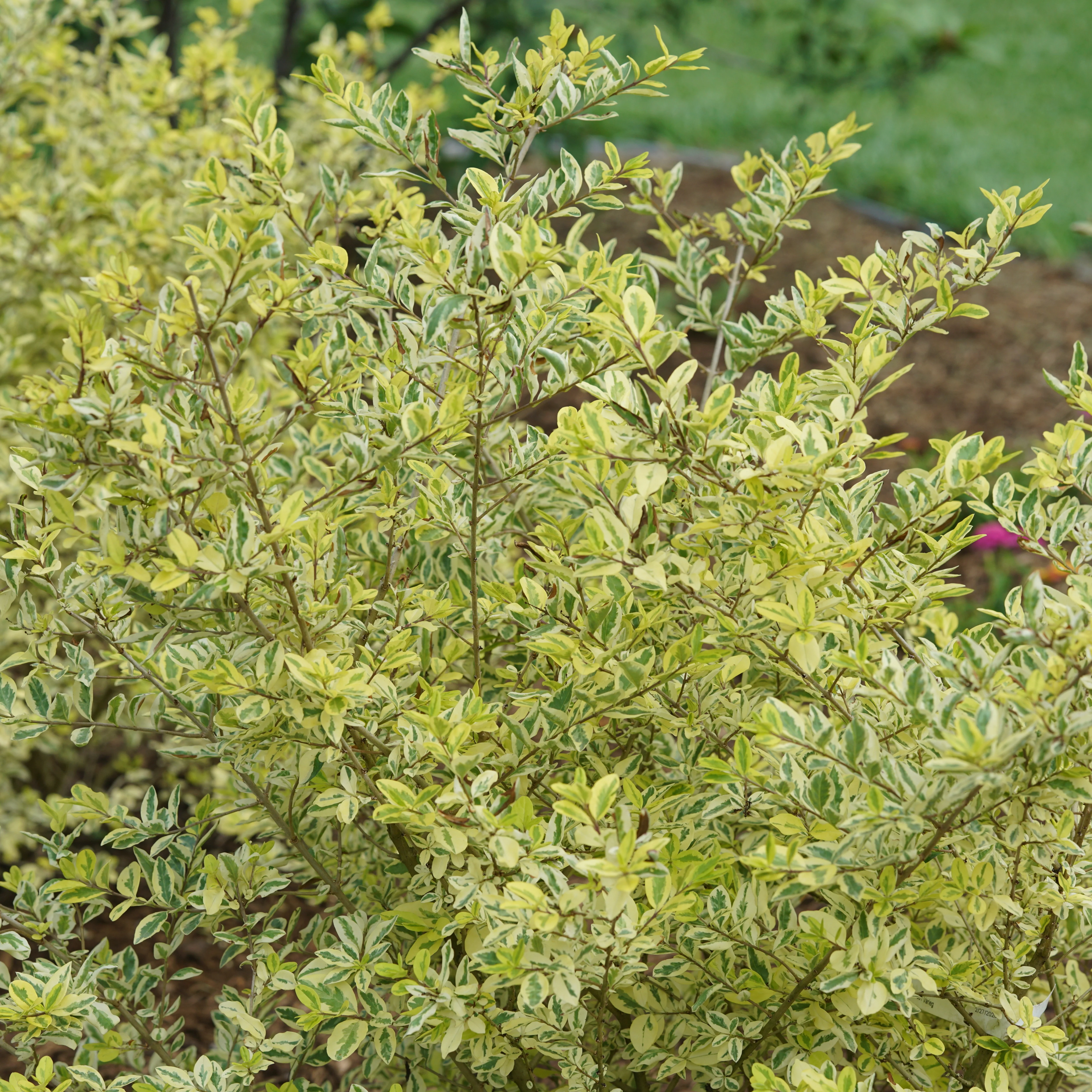 Good Vibrations® Privet (Ligustrum ovalifolium) - Image 5