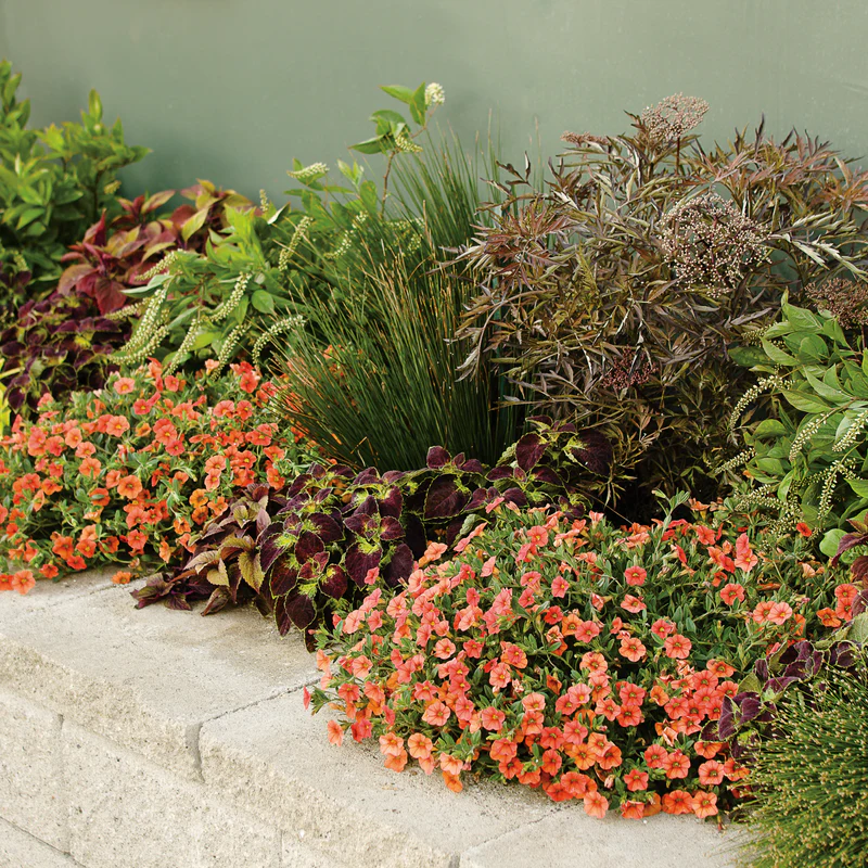 Graceful Grasses® Blue Mohawk® Soft Rush (Juncus inflexus) - Image 9