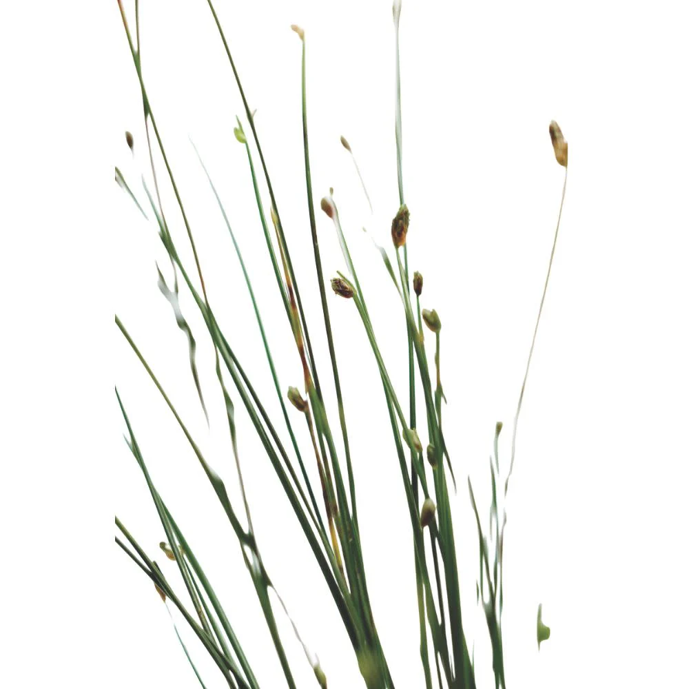Graceful Grasses® Fiber Optic Grass Low Bulrush (Isolepsis (Scirpus) cernua) - Image 12