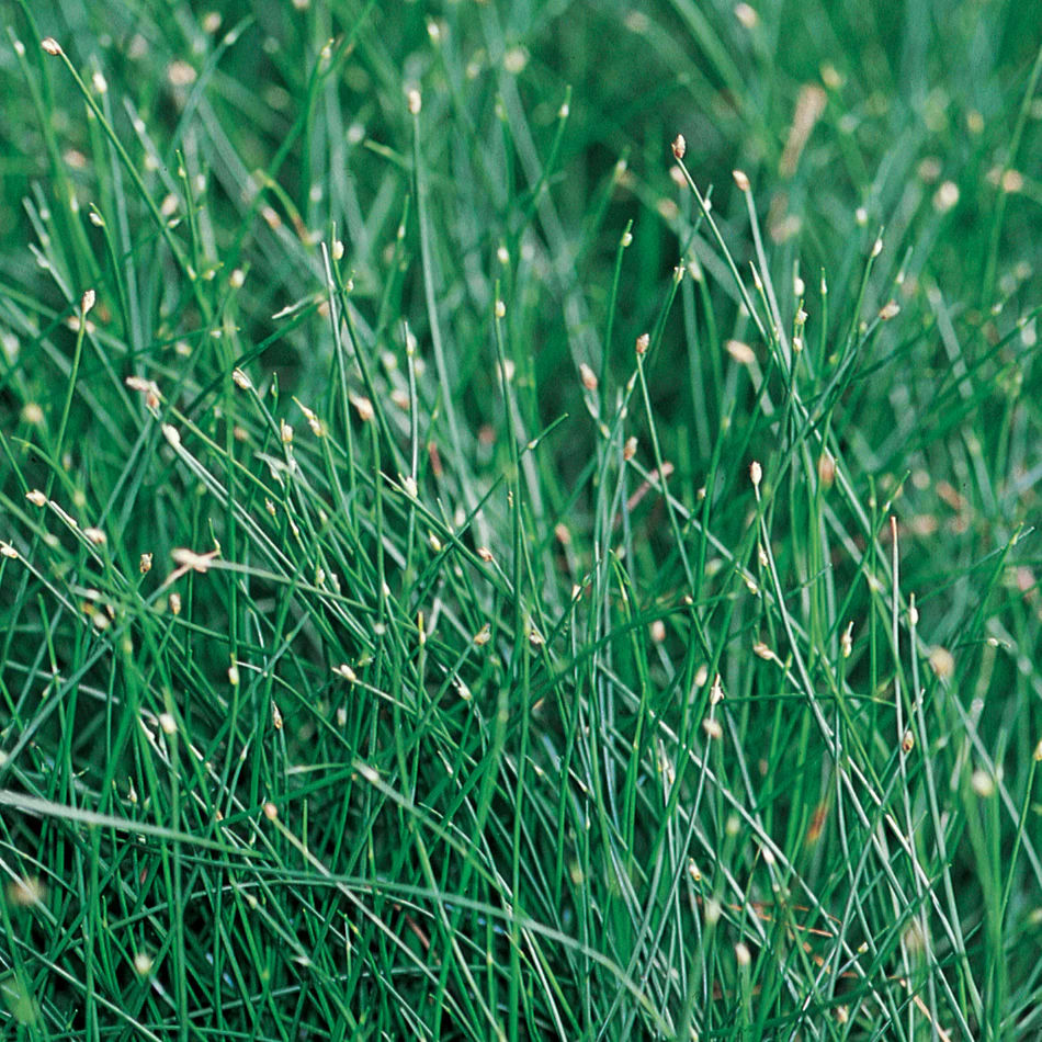Graceful Grasses® Fiber Optic Grass Low Bulrush (Isolepsis (Scirpus) cernua) - Image 3