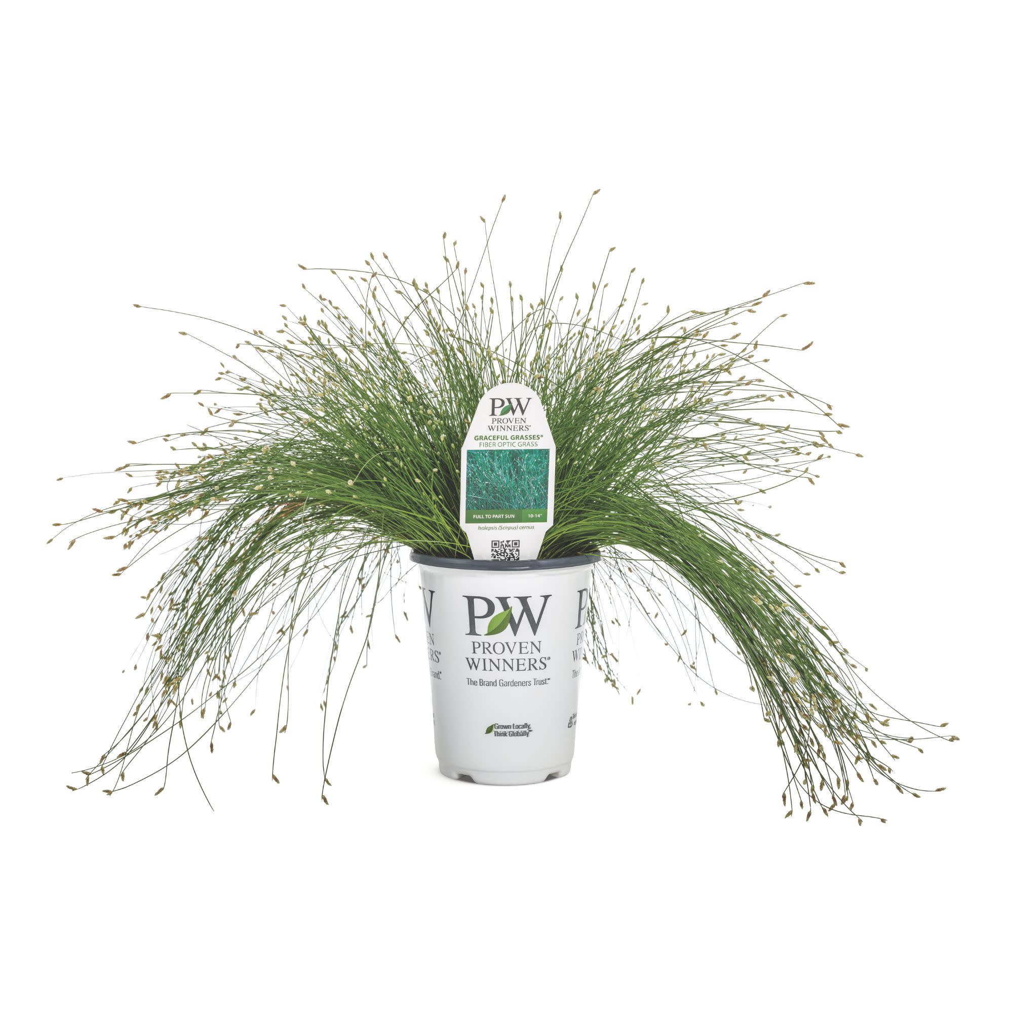 Graceful Grasses® Fiber Optic Grass Low Bulrush (Isolepsis (Scirpus) cernua) - Image 4
