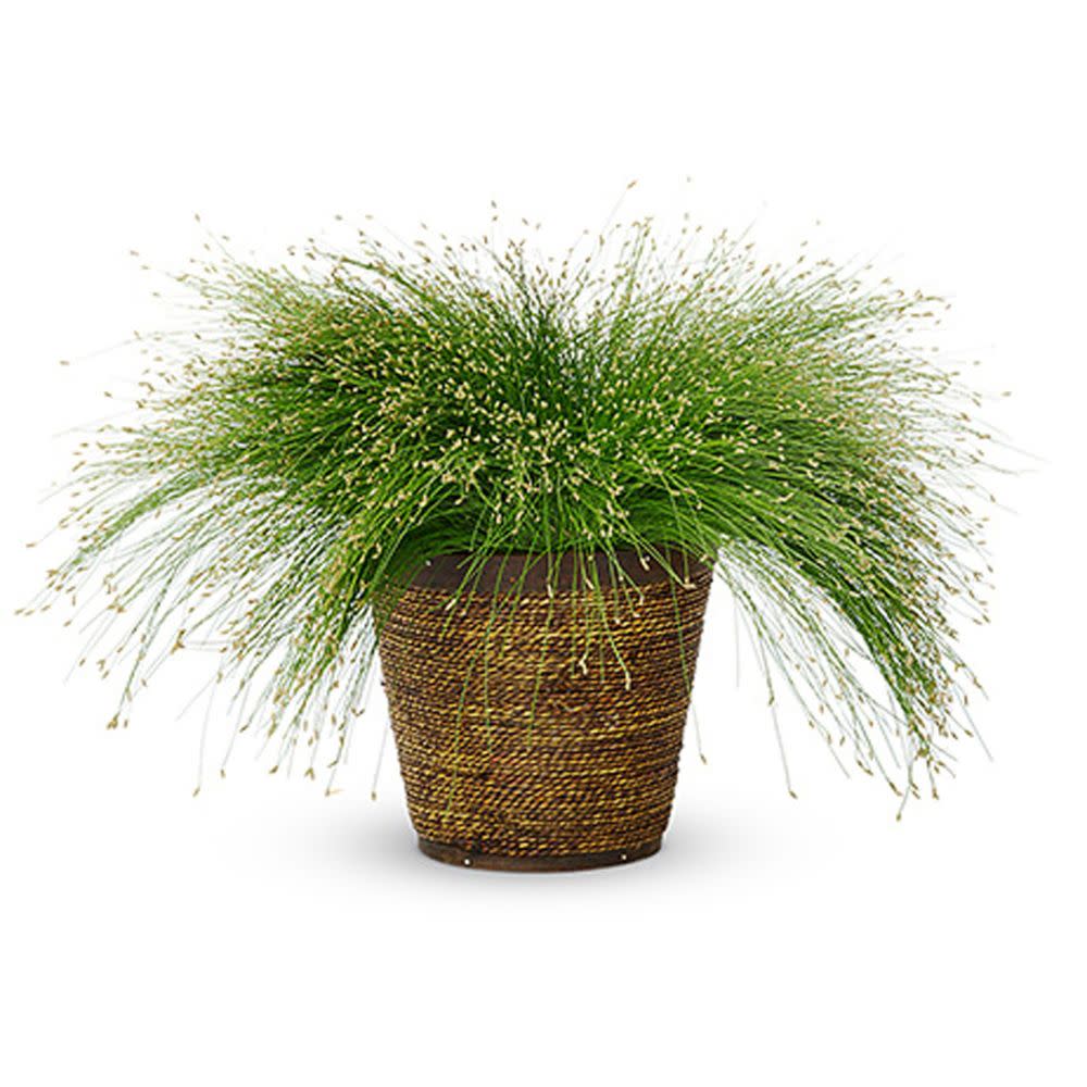 Graceful Grasses® Fiber Optic Grass Low Bulrush (Isolepsis (Scirpus) cernua) - Image 6