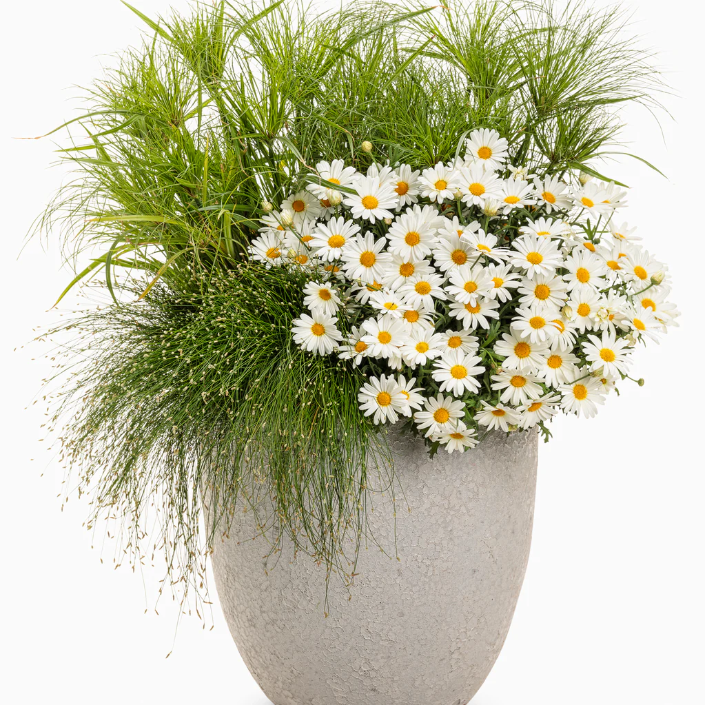 Graceful Grasses® Fiber Optic Grass Low Bulrush (Isolepsis (Scirpus) cernua) - Image 9