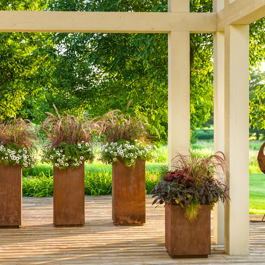 Graceful Grasses® 'Fireworks' Purple Fountain Grass (Pennisetum setaceum 'Rubrum') - Image 9