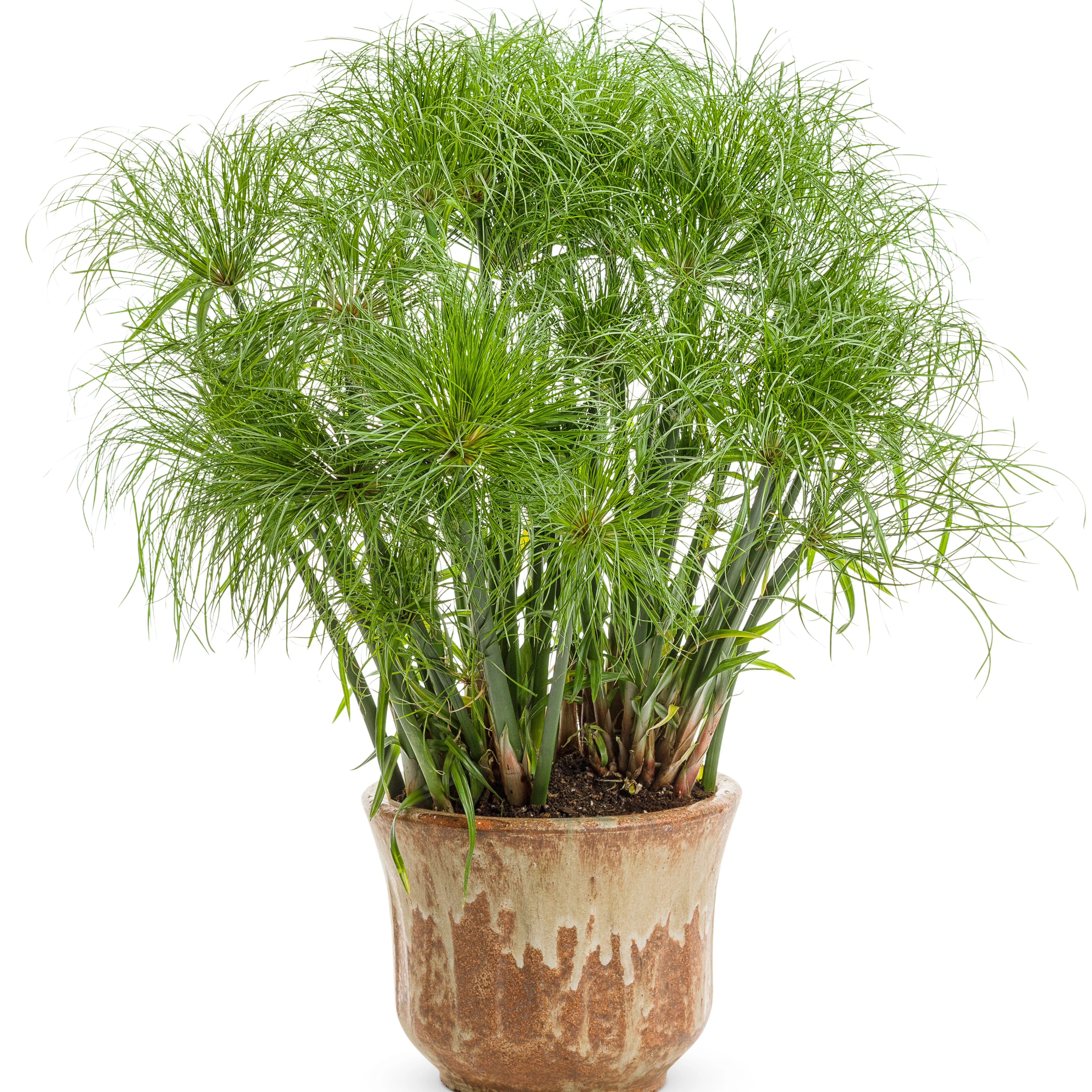 Graceful Grasses® Prince Tut™ Dwarf Egyptian Papyrus (Cyperus papyrus) - Image 4