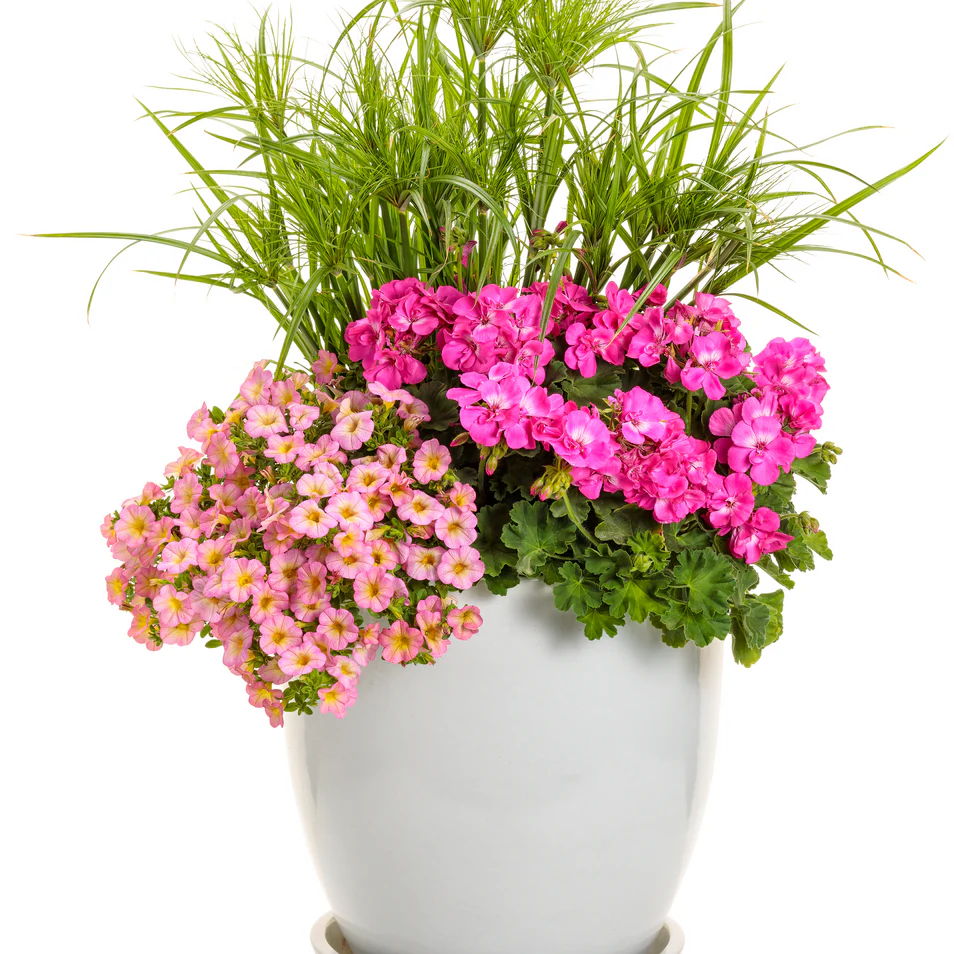 Graceful Grasses® Prince Tut™ Dwarf Egyptian Papyrus (Cyperus papyrus) - Image 6