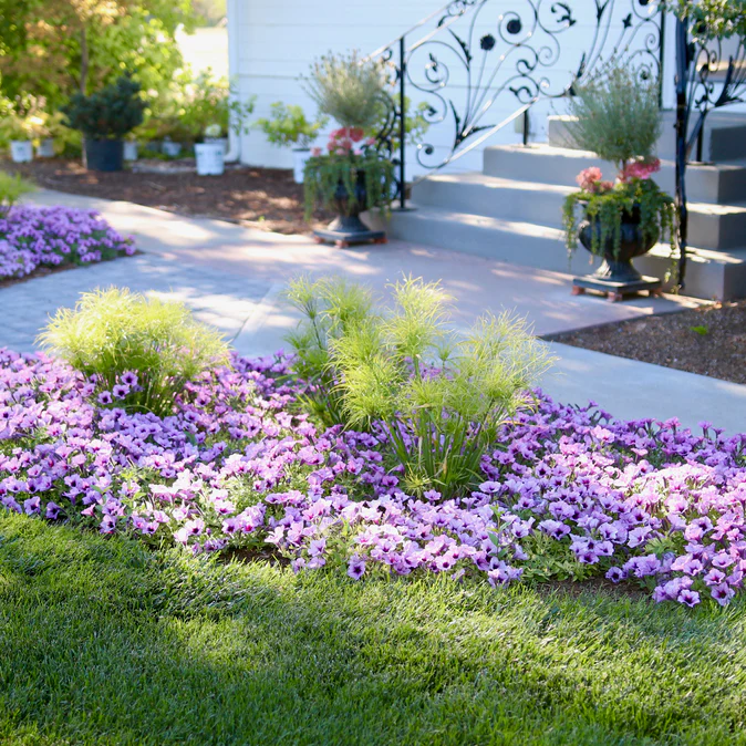 Graceful Grasses® Prince Tut™ Dwarf Egyptian Papyrus (Cyperus papyrus) - Image 8