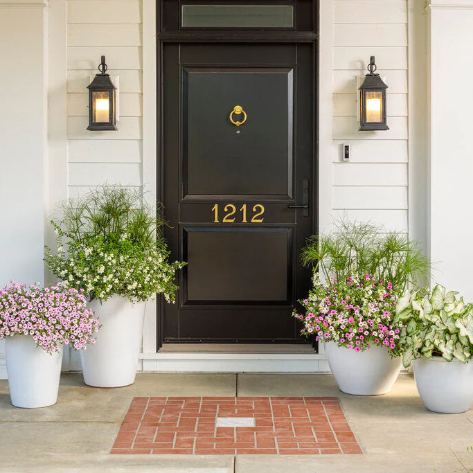 Graceful Grasses® Prince Tut™ Dwarf Egyptian Papyrus (Cyperus papyrus) - Image 9