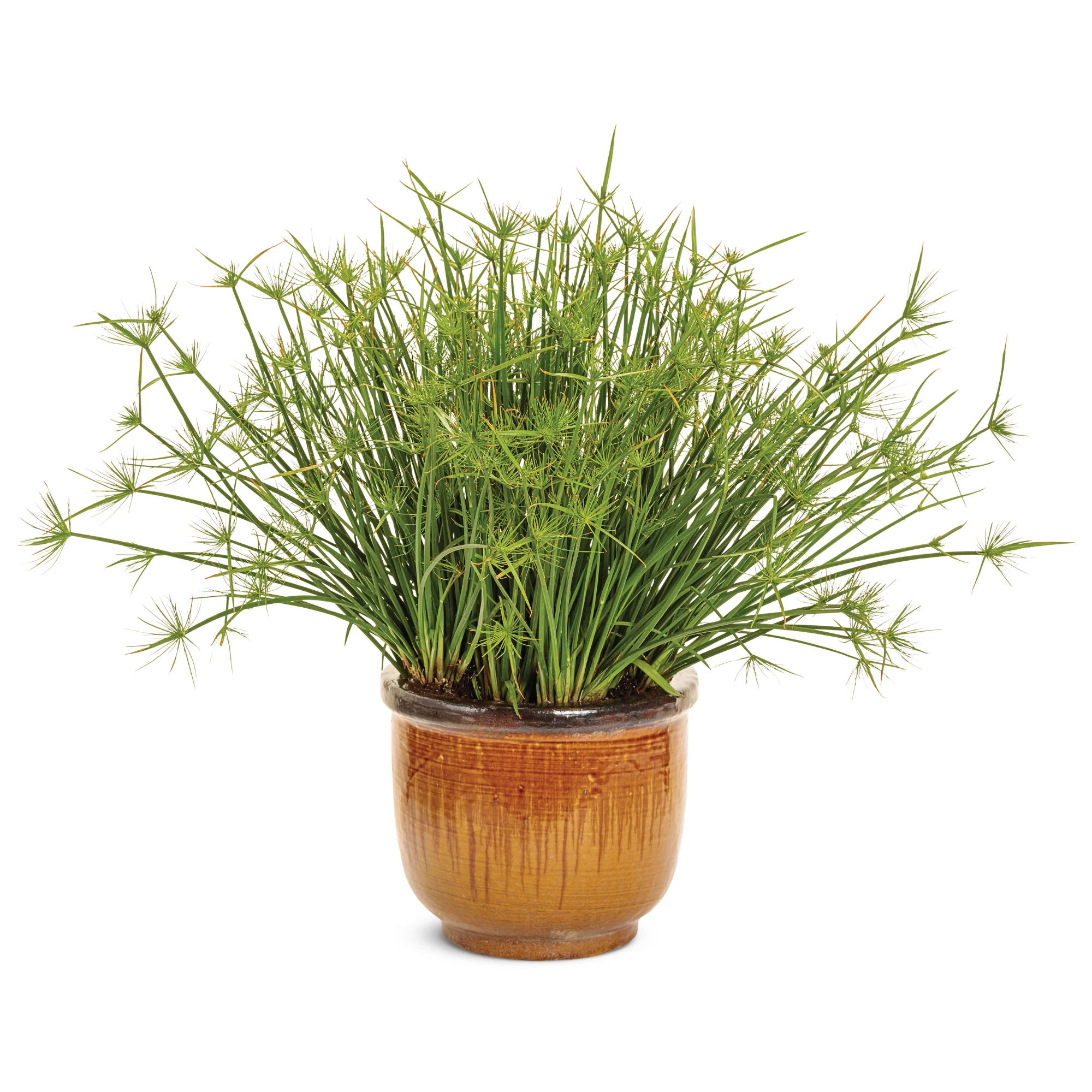 Graceful Grasses® Queen Tut™ Dwarf Papyrus (Cyperus prolifer) - Image 4