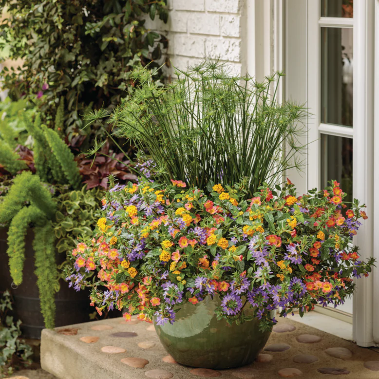 Graceful Grasses® Queen Tut™ Dwarf Papyrus (Cyperus prolifer) - Image 5