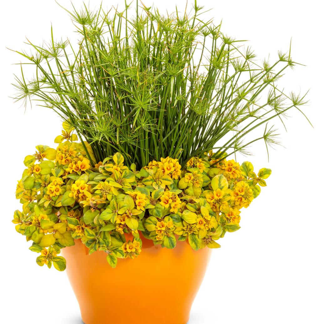 Graceful Grasses® Queen Tut™ Dwarf Papyrus (Cyperus prolifer) - Image 6