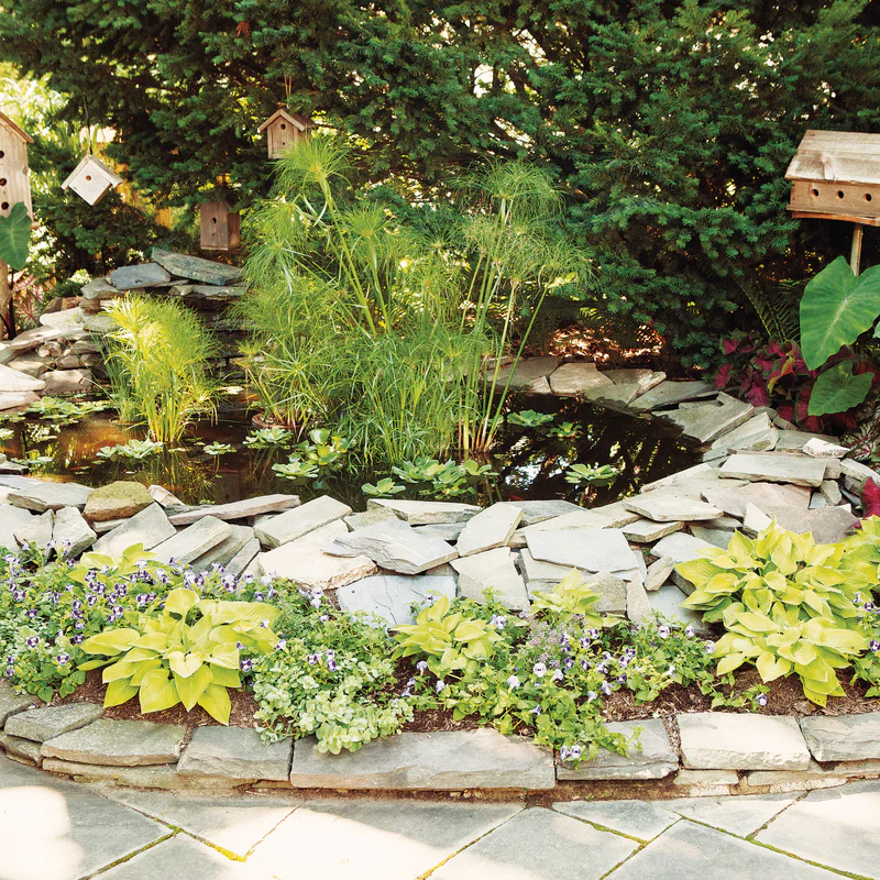 Graceful Grasses® Queen Tut™ Dwarf Papyrus (Cyperus prolifer) - Image 7