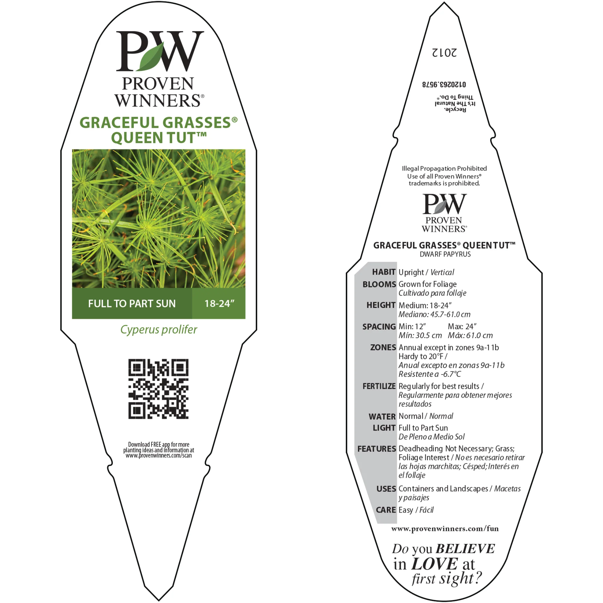 Graceful Grasses® Queen Tut™ Dwarf Papyrus (Cyperus prolifer) - Image 9