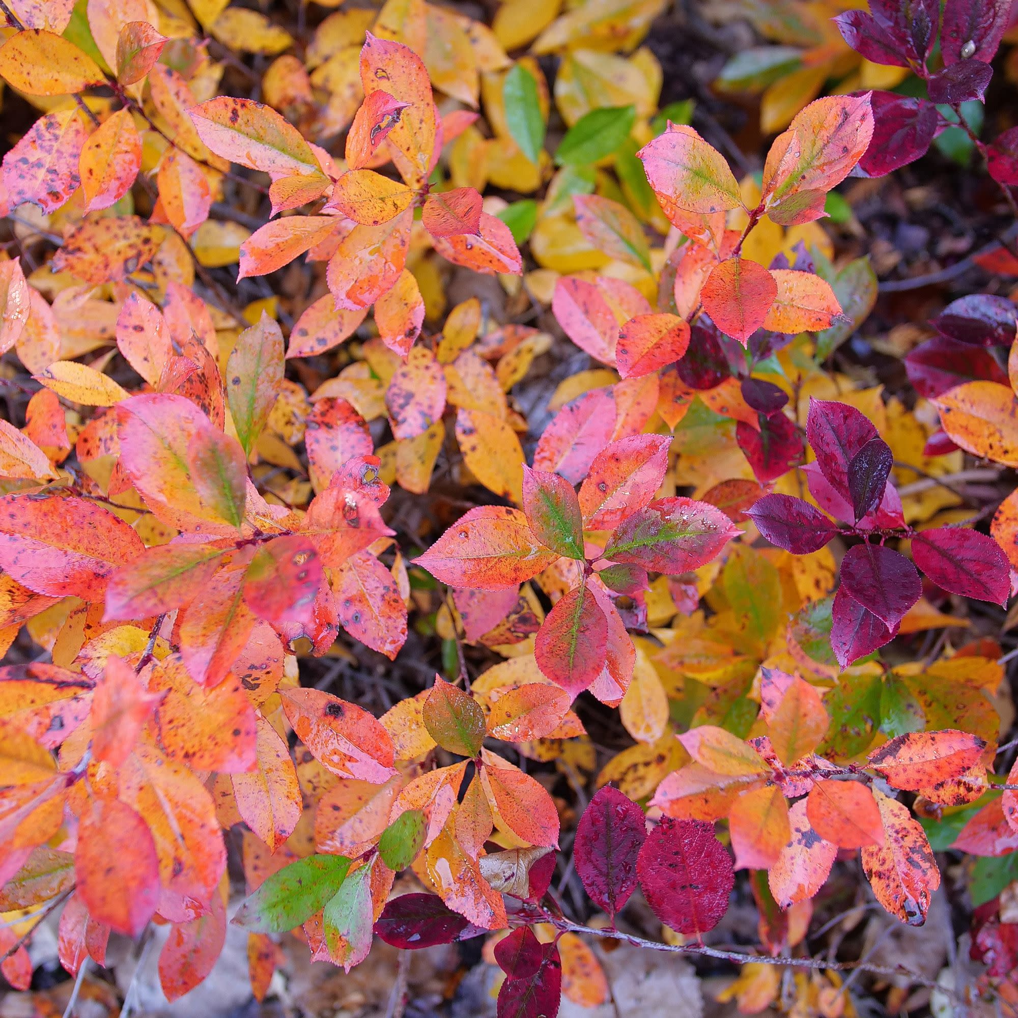 Ground Hug® Aronia (Aronia melanocarpa) - Image 4