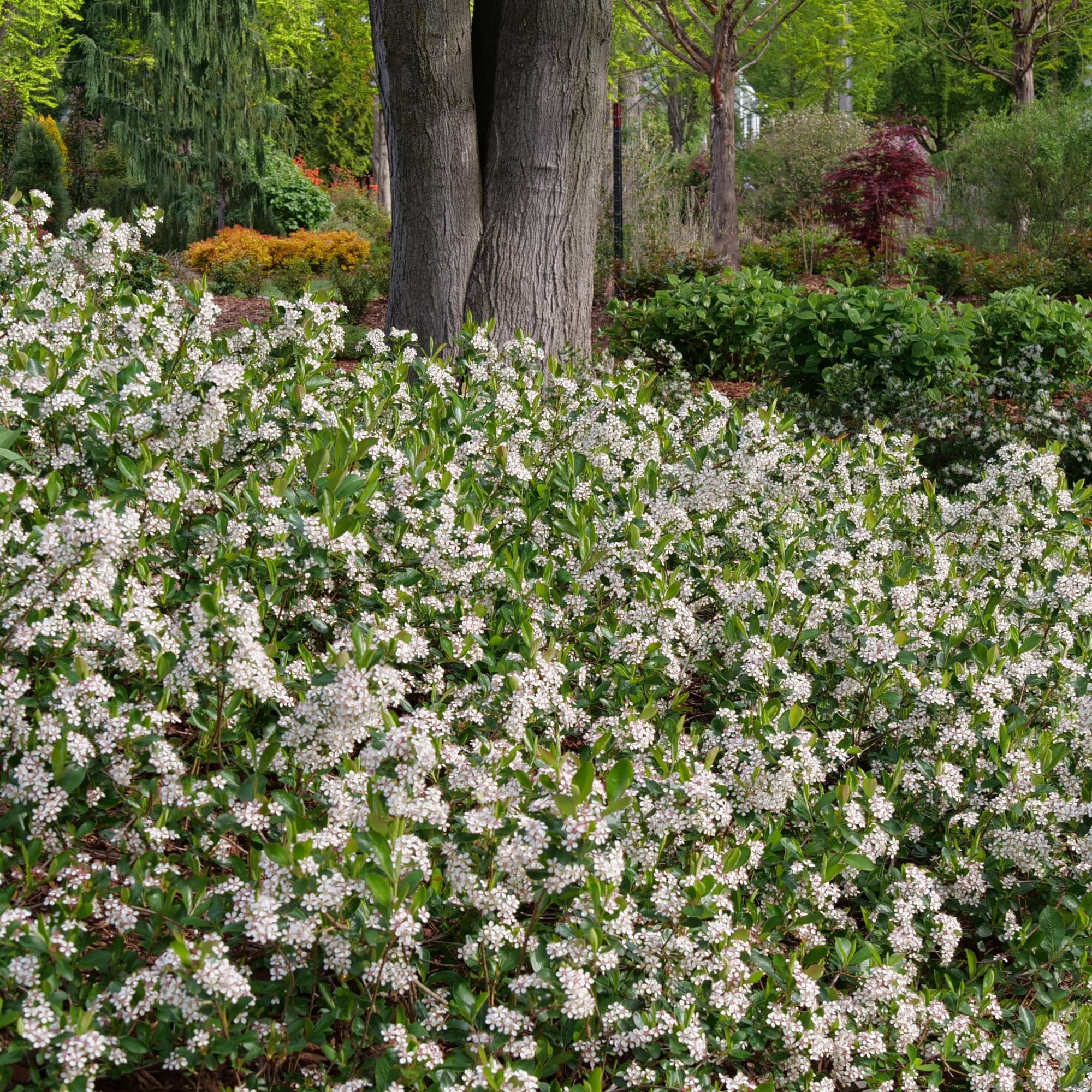 Ground Hug® Aronia (Aronia melanocarpa) - Image 7