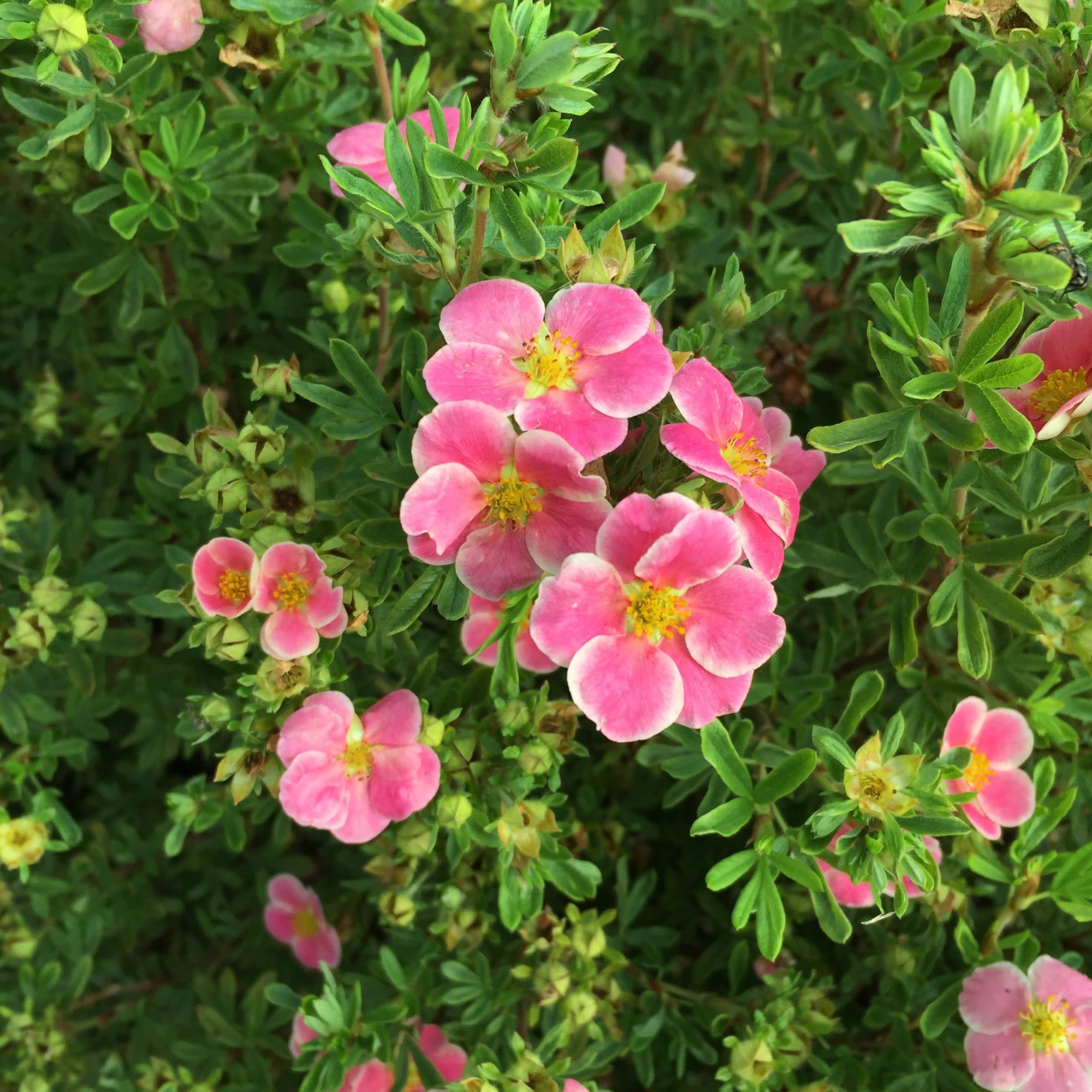 Happy Face® Pink Paradise Potentilla (Dasiphora fruticosa) - Image 3